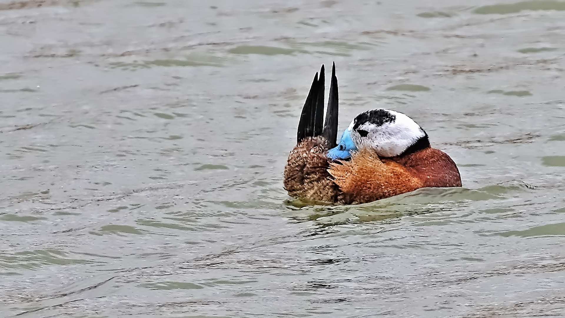 White-headed Duck