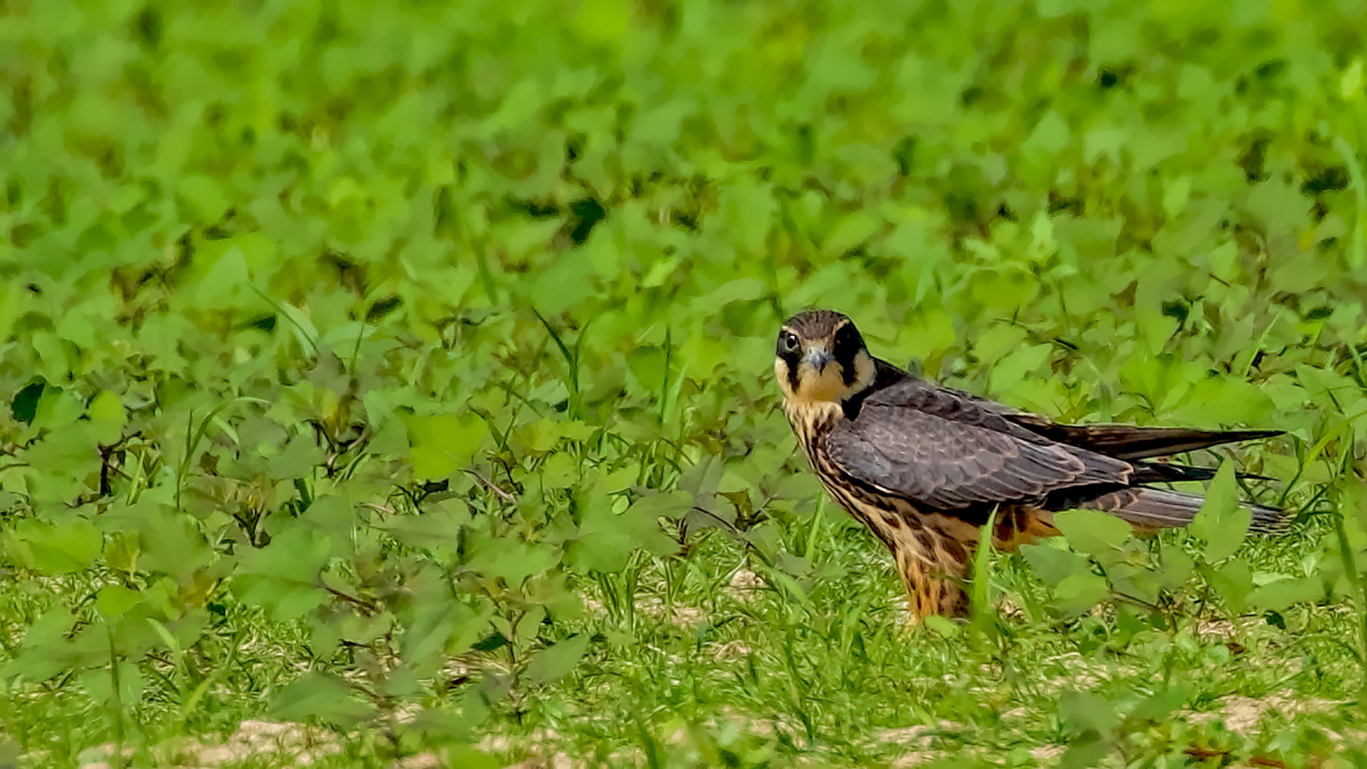 Eurasian Hobby