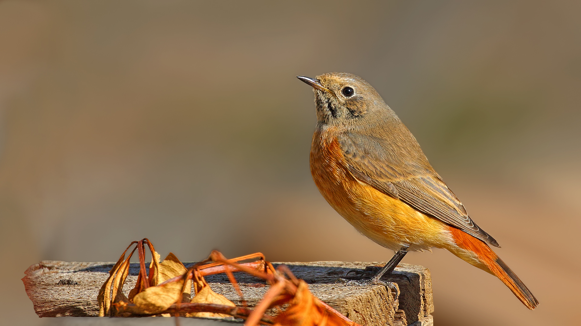 Common Redstart