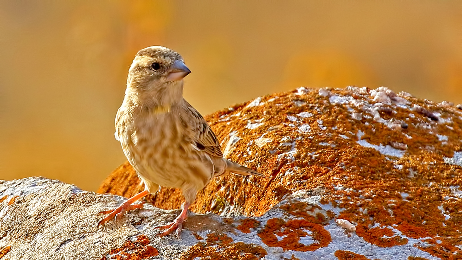 Rock Sparrow