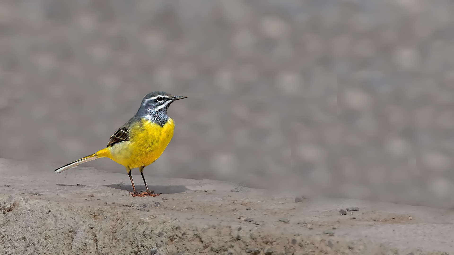 Gray Wagtail