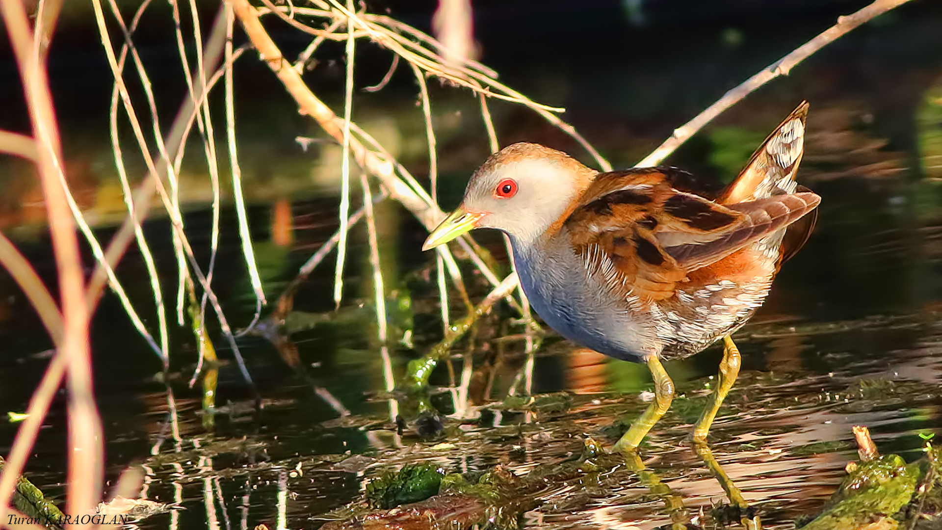 Little Crake