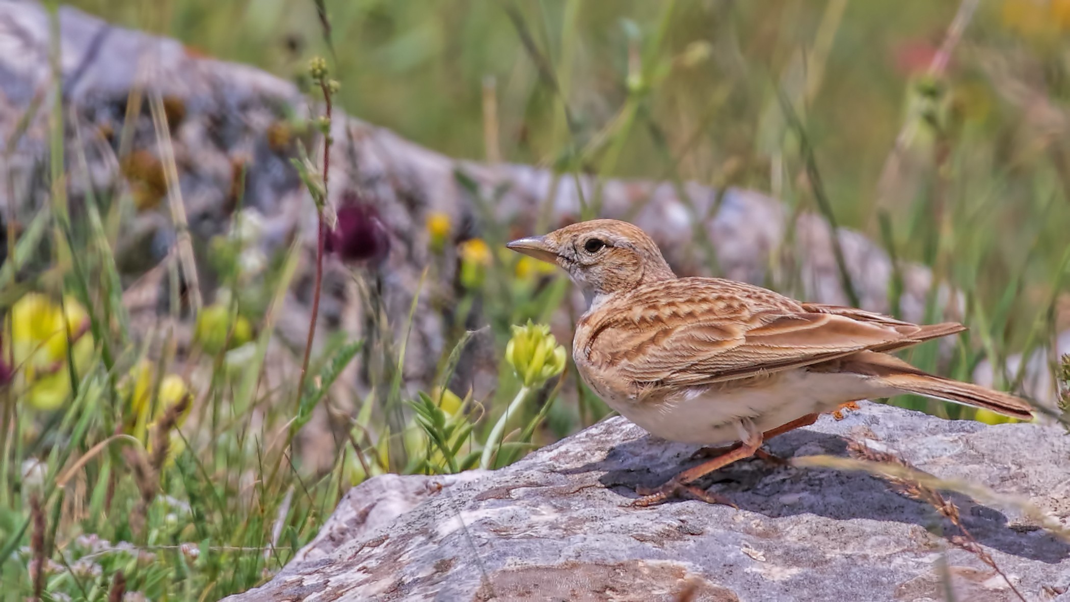 Lesser Short-toed Lark