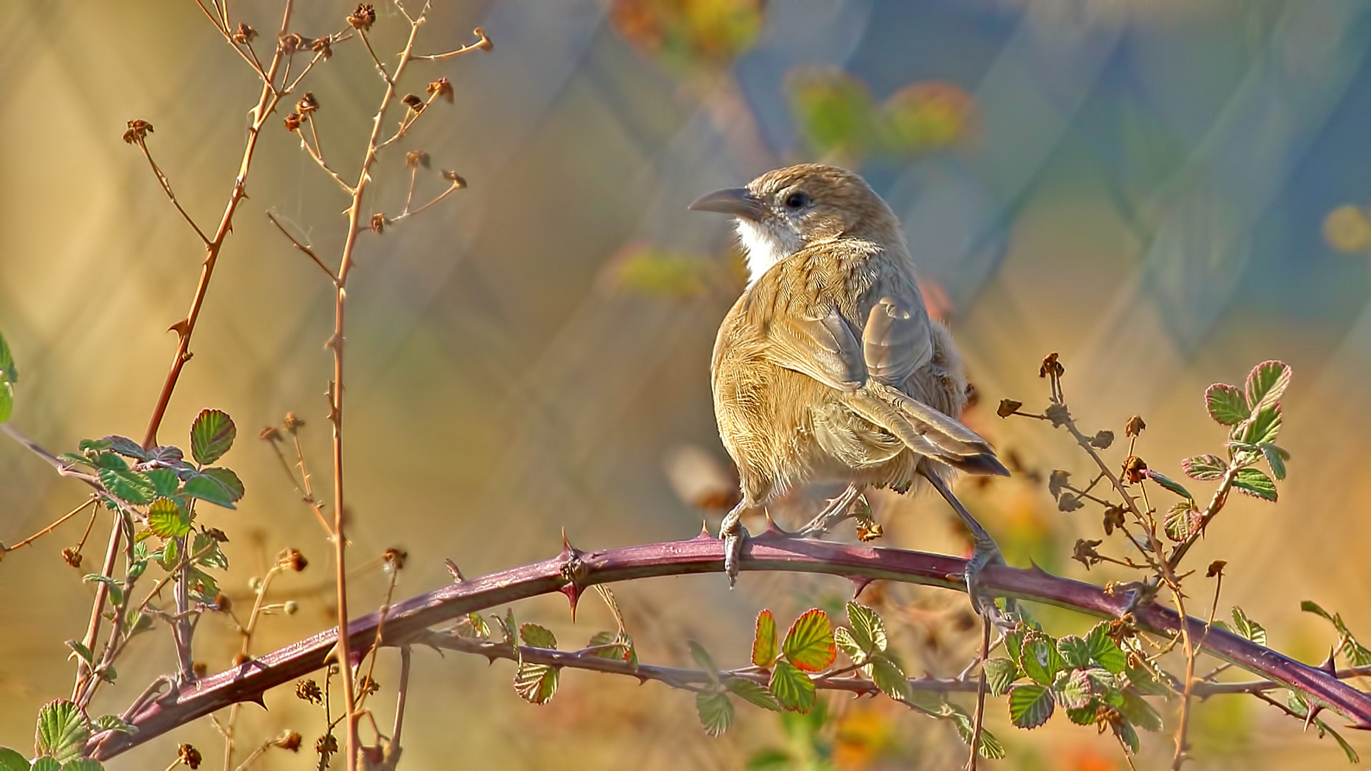 Iraq Babbler