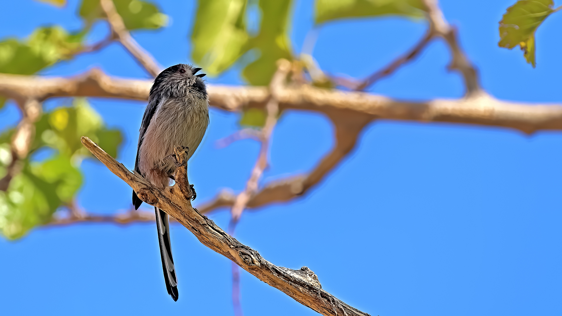 Long-tailed Tit