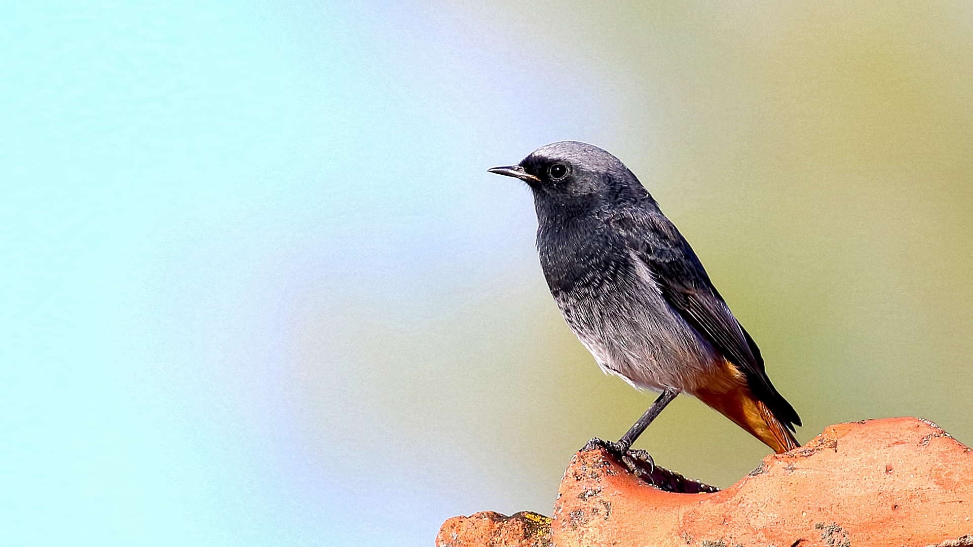 Black Redstart