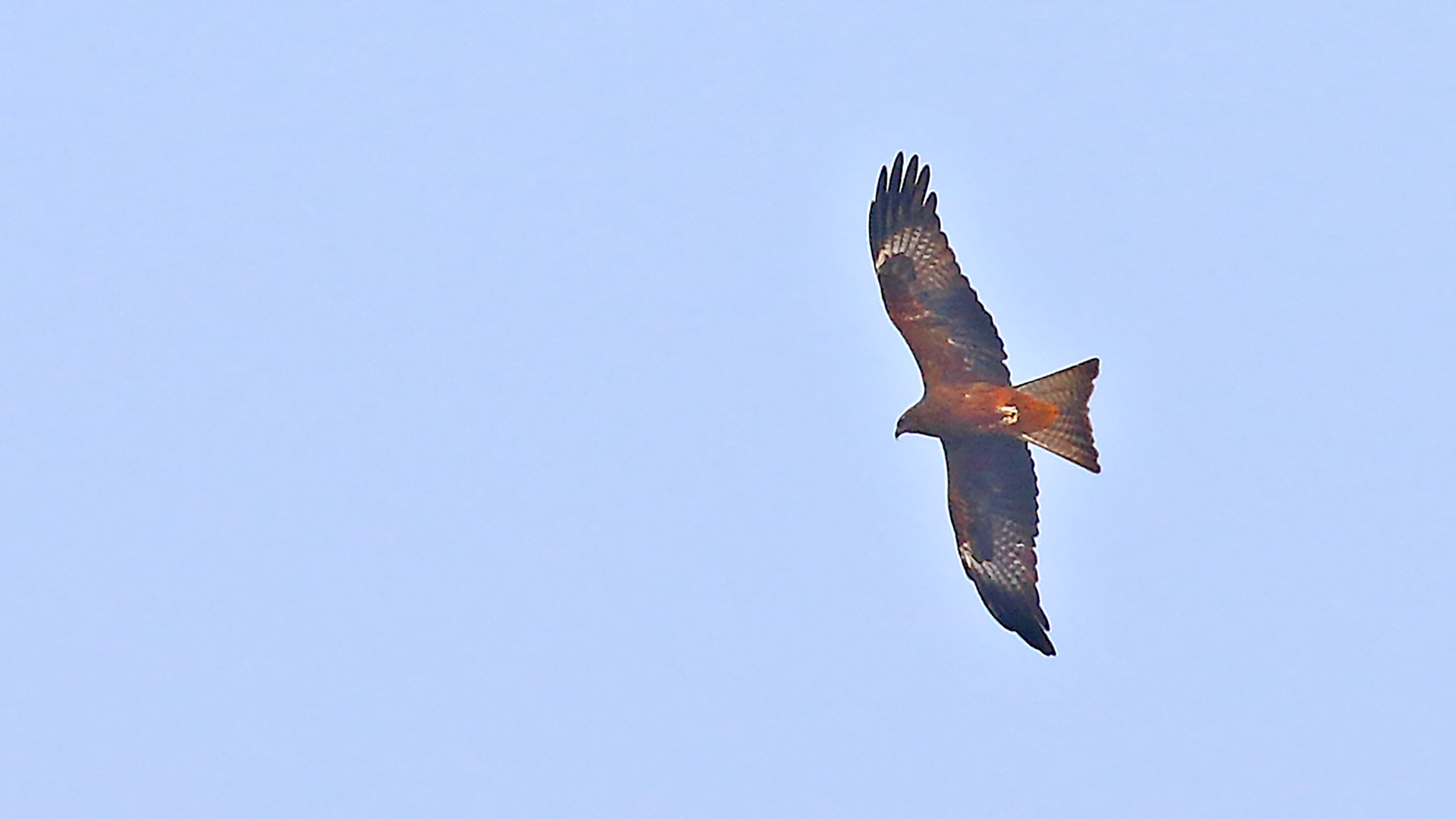 Red Kite