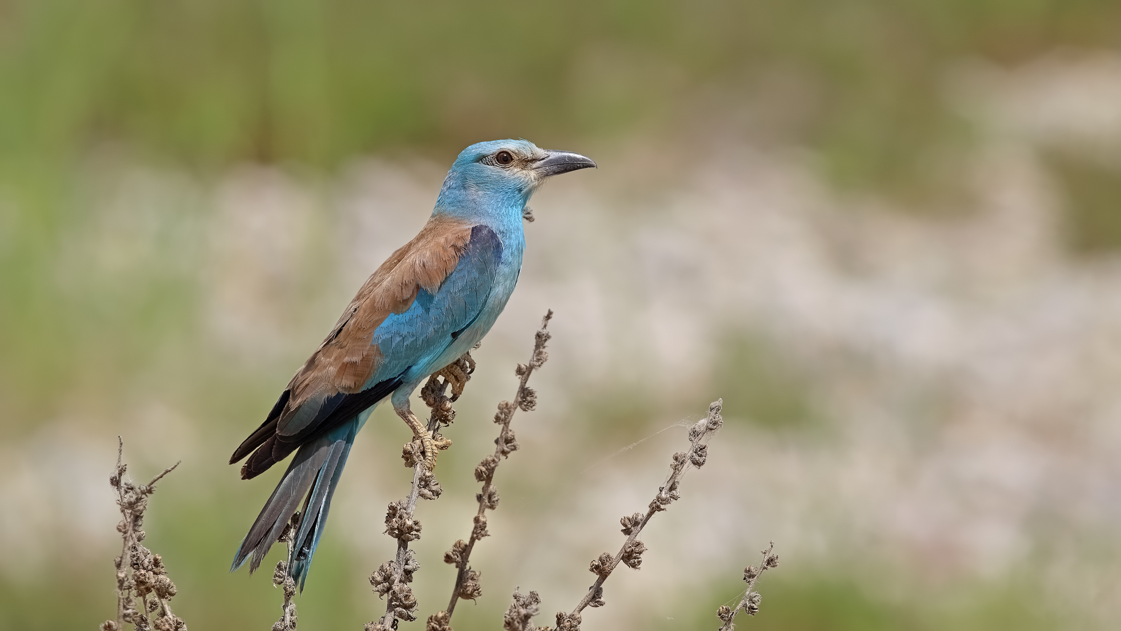 European Roller