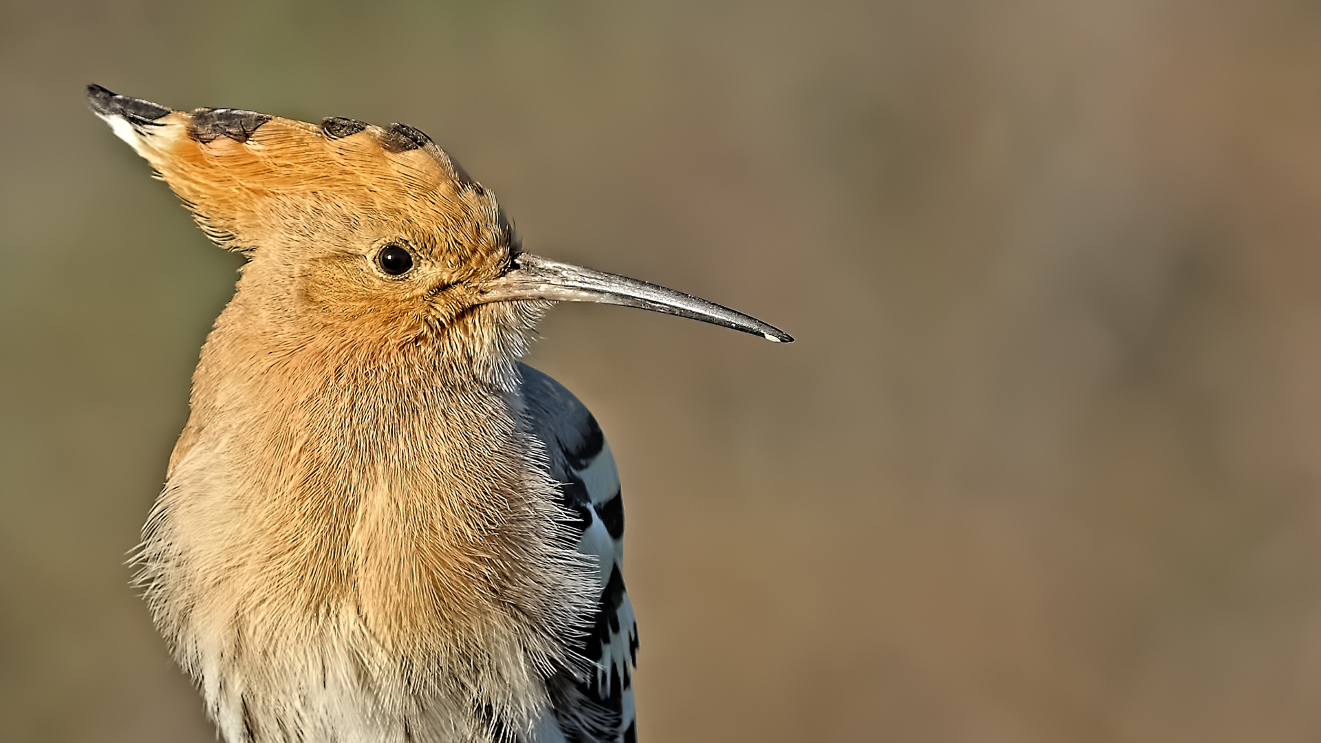 Eurasian Hoopoe