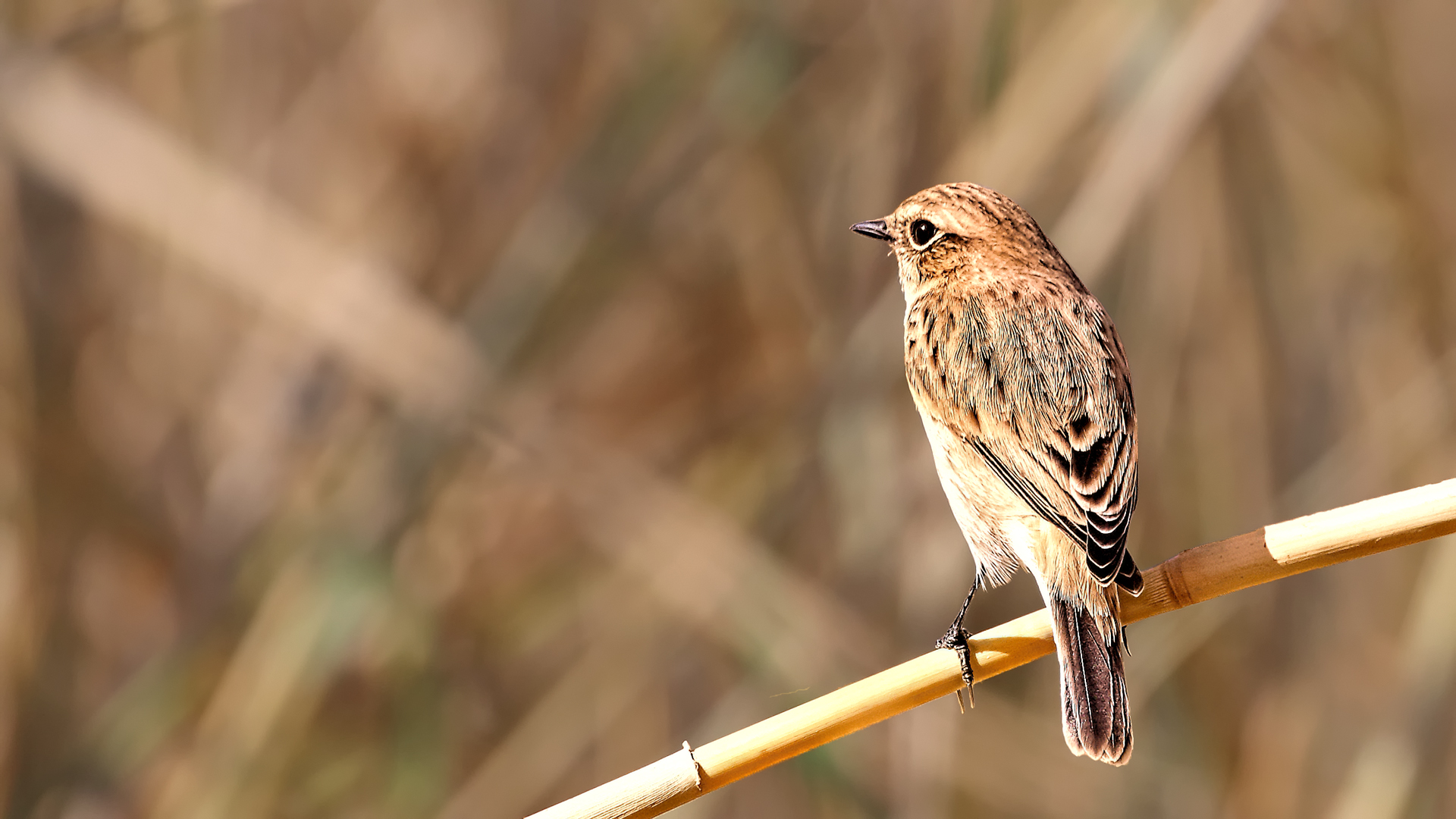 European Stonechat