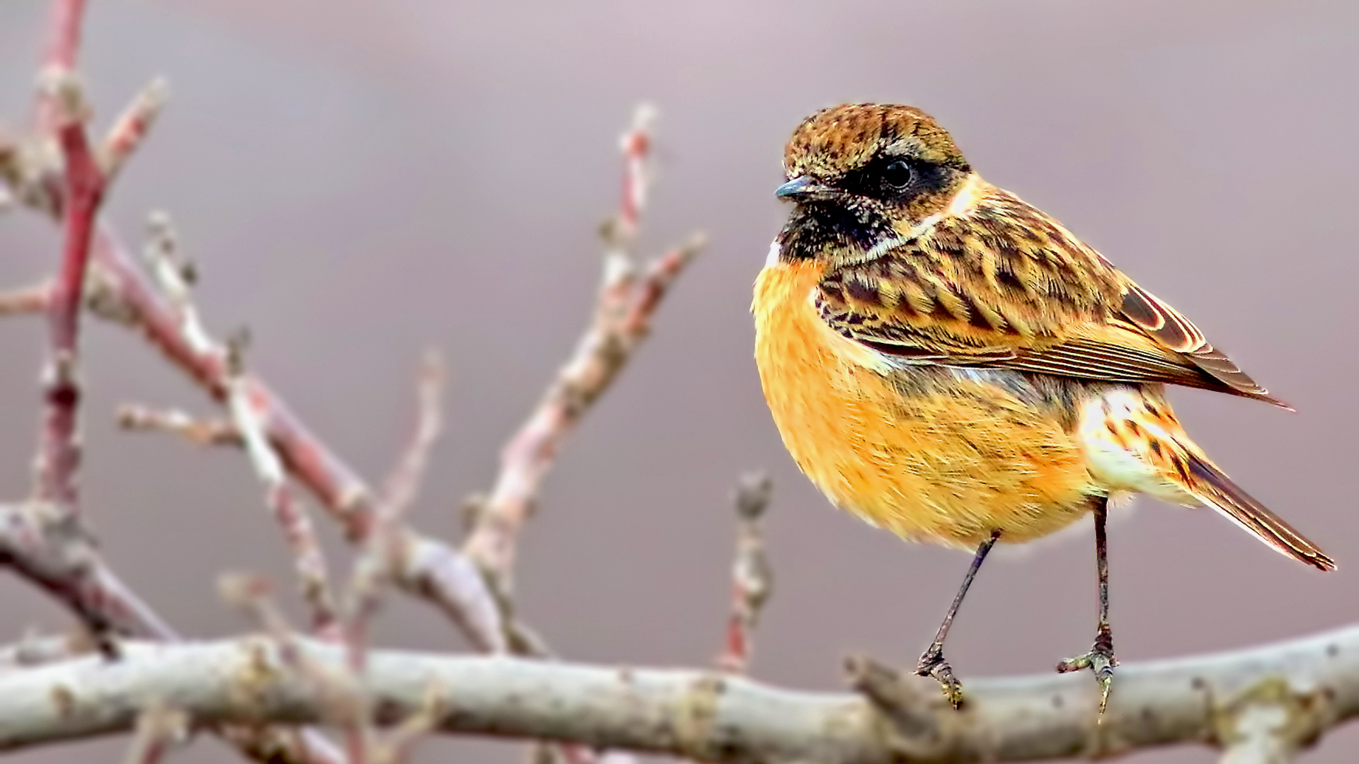 European Stonechat