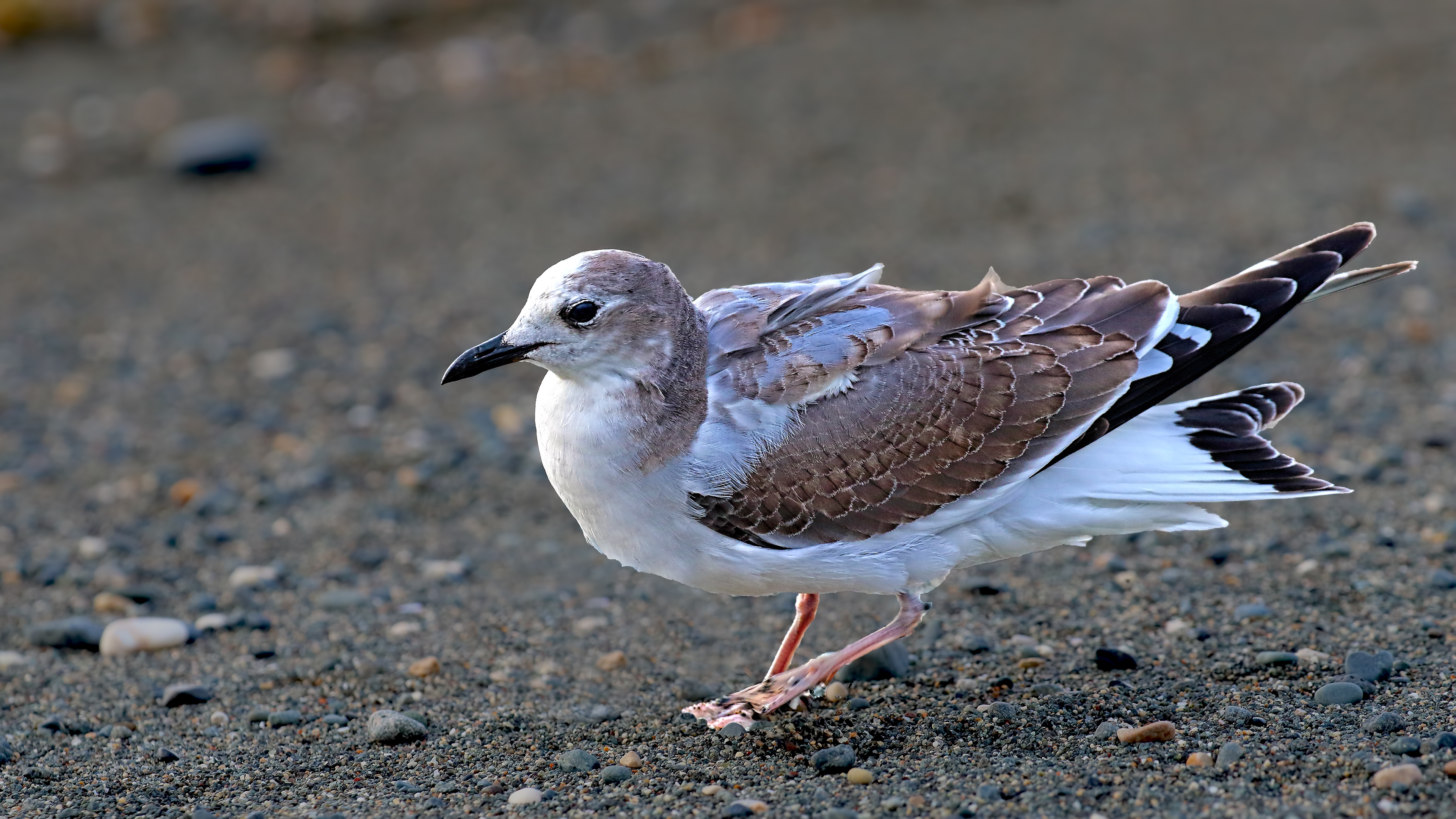Sabine's Gull — Ana fotoğraf