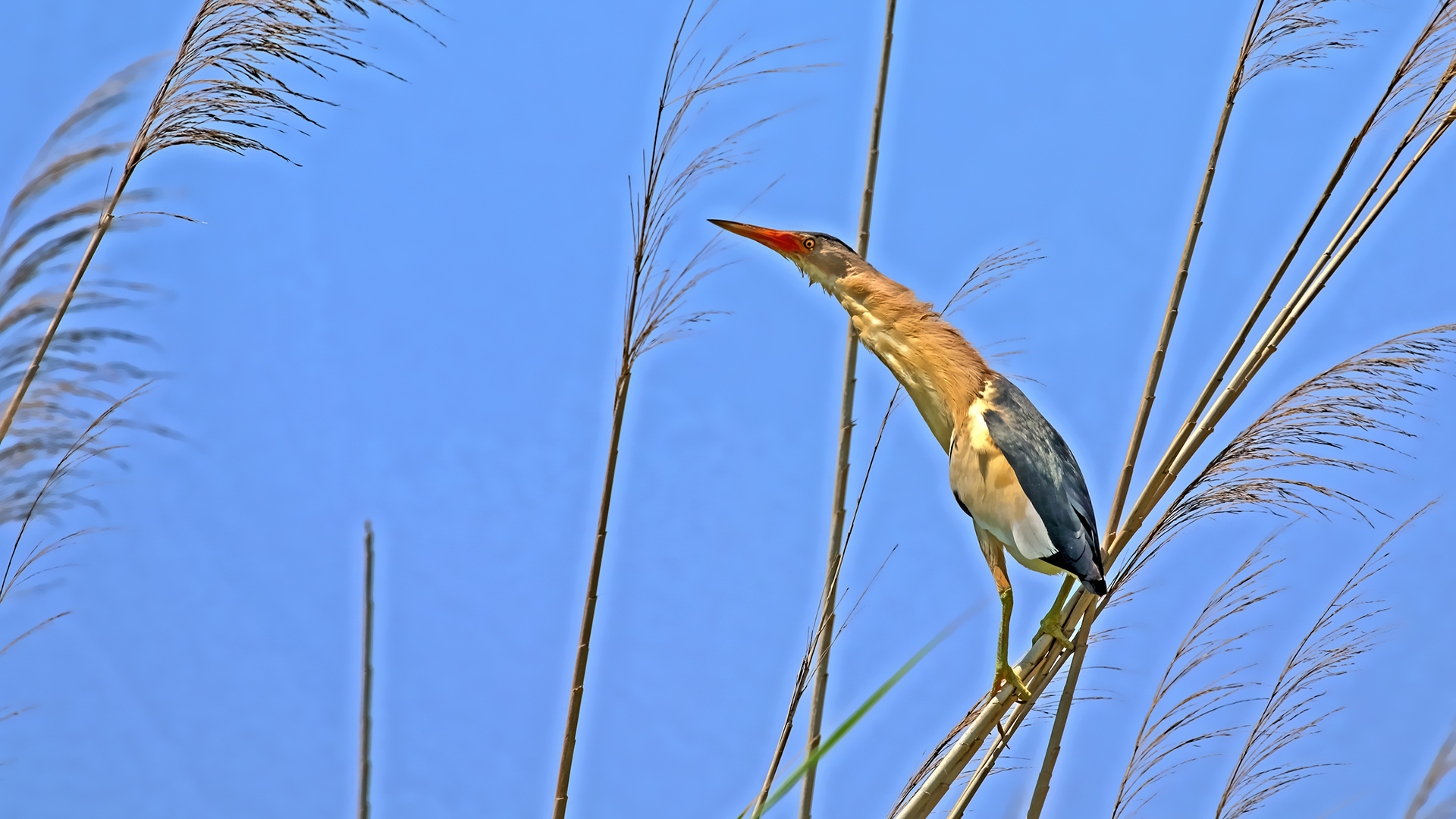 Little Bittern — Ana fotoğraf