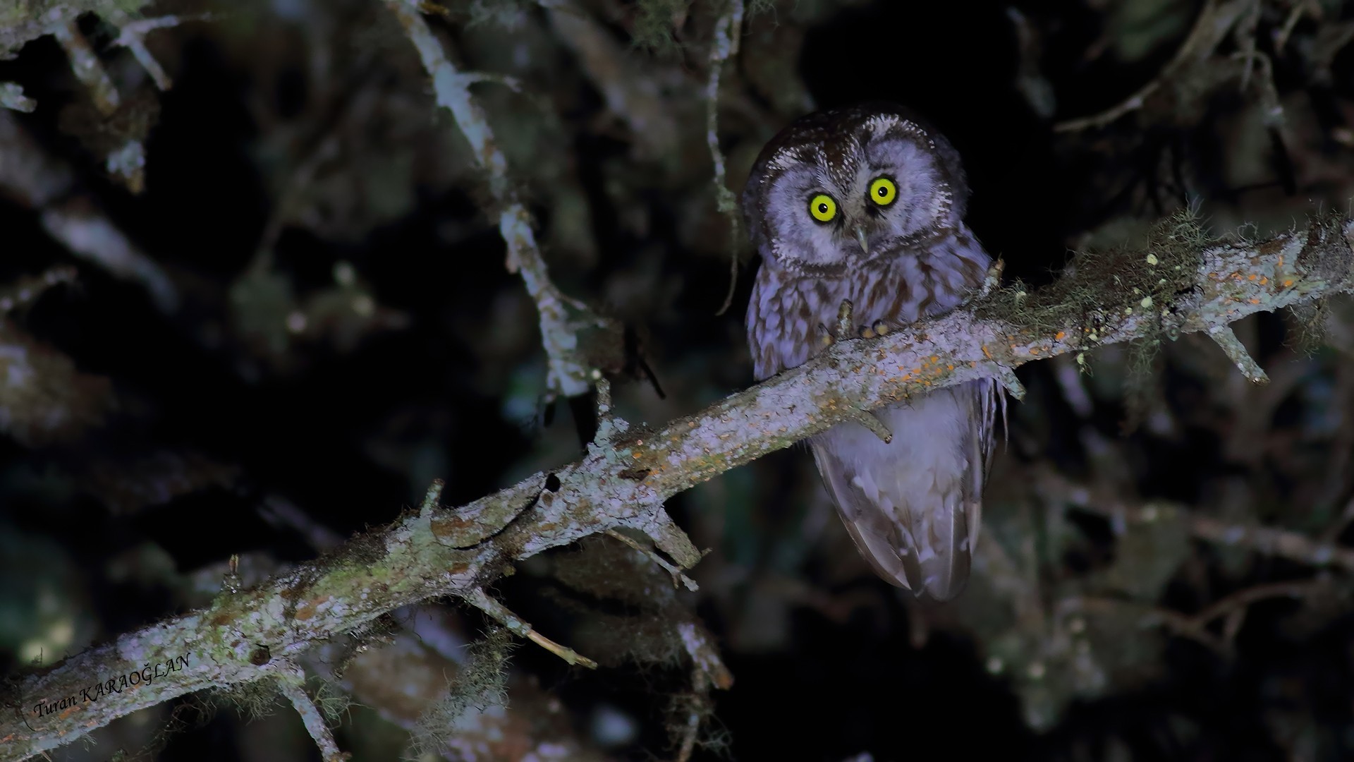 Boreal Owl