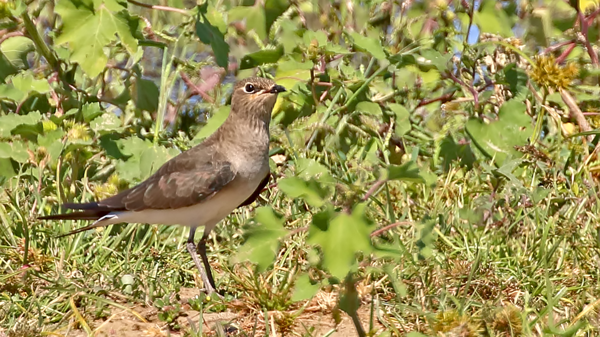 Black-winged Pratincole