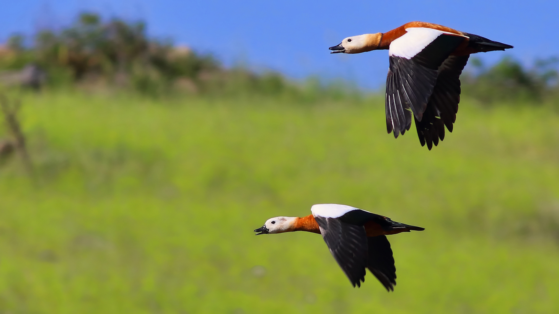 Ruddy Shelduck — Ana fotoğraf