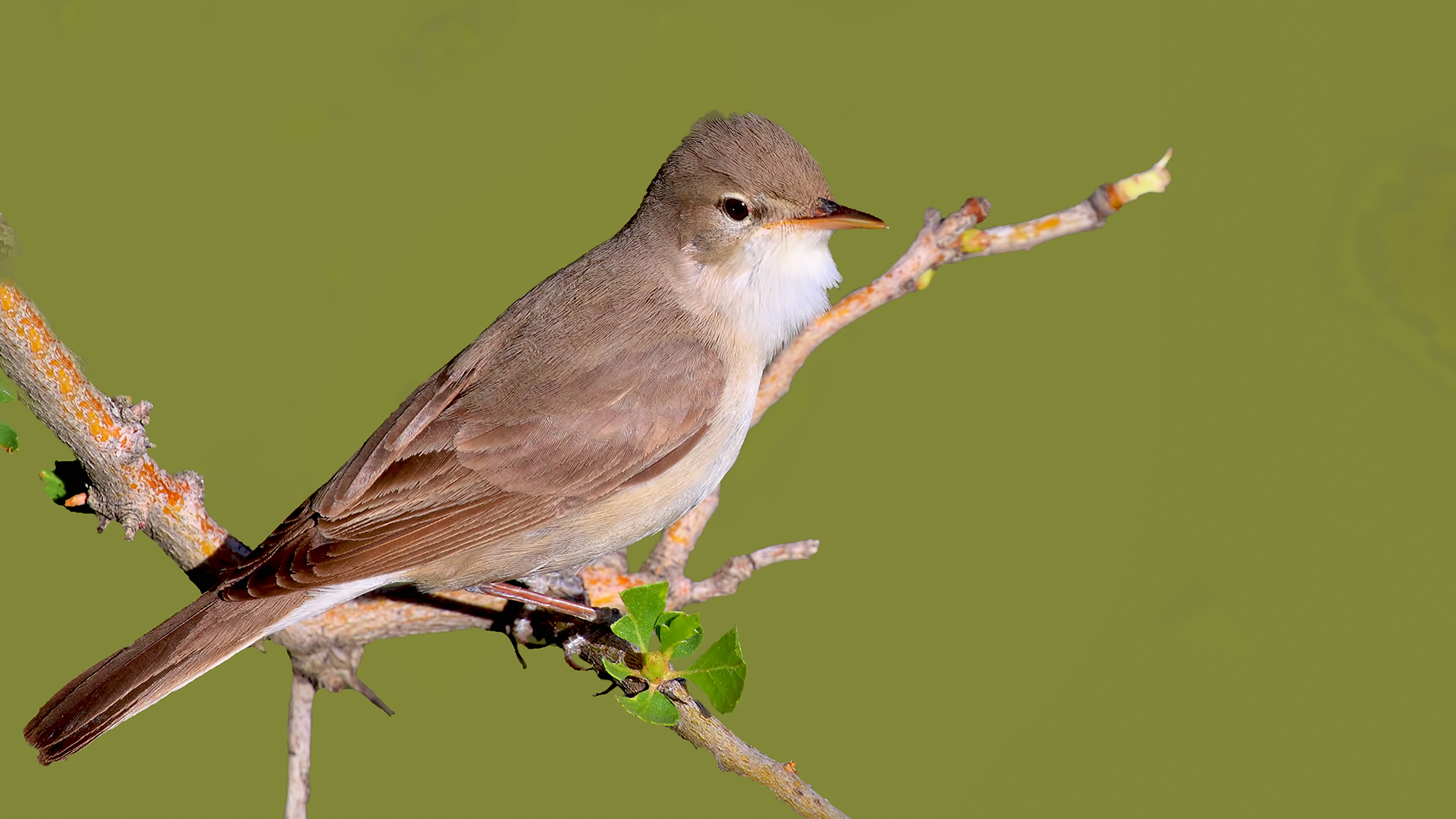 Upcher's Warbler