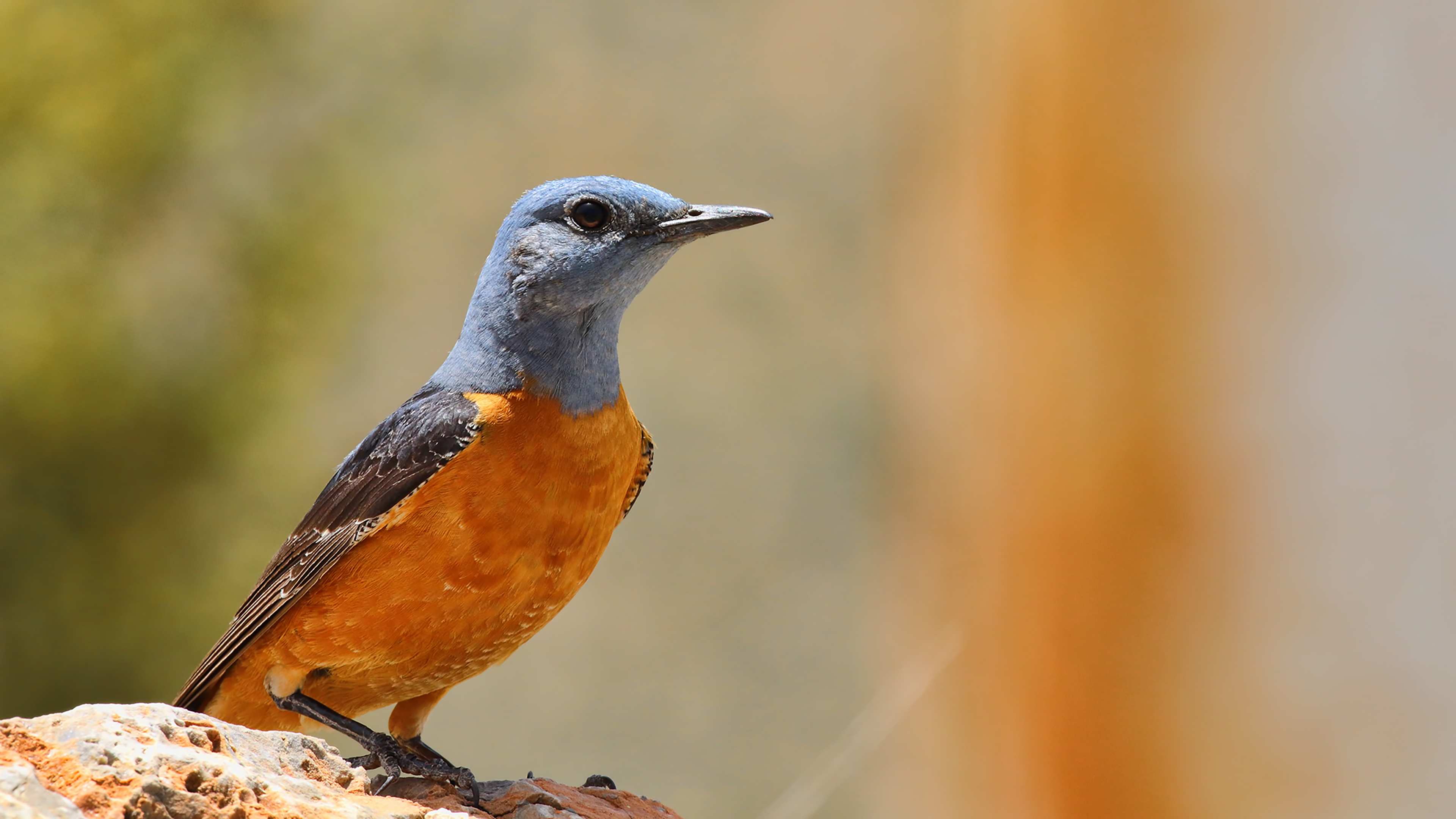 Rufous-tailed Rock-Thrush — Ana fotoğraf