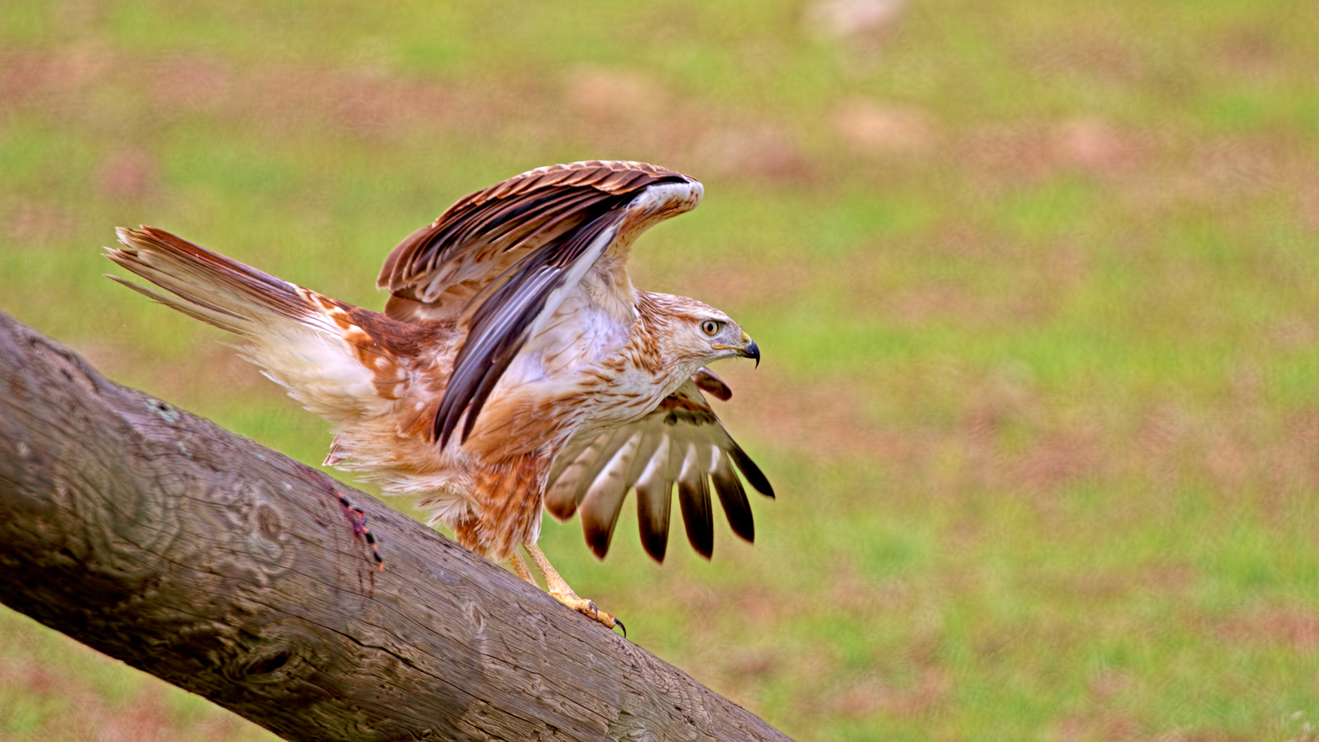 Long-legged Buzzard