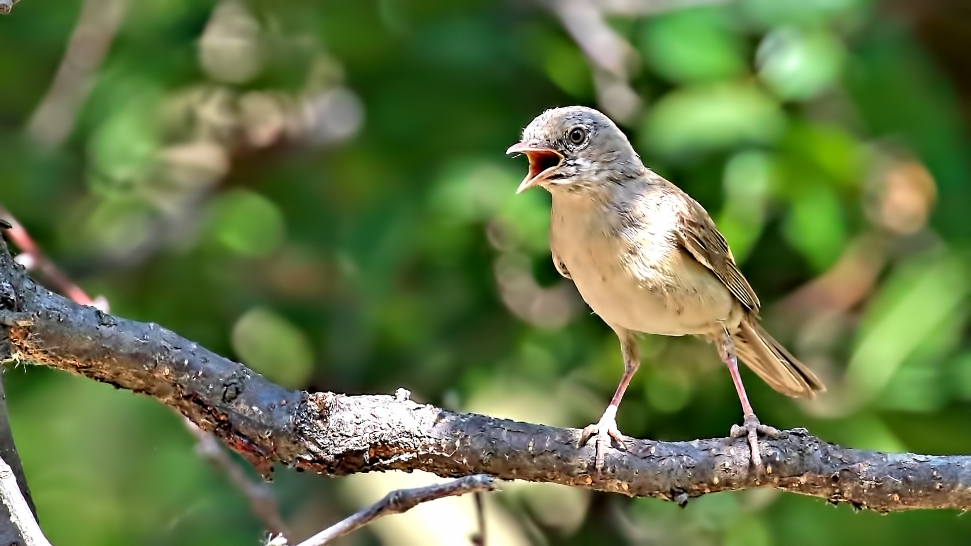 Greater Whitethroat