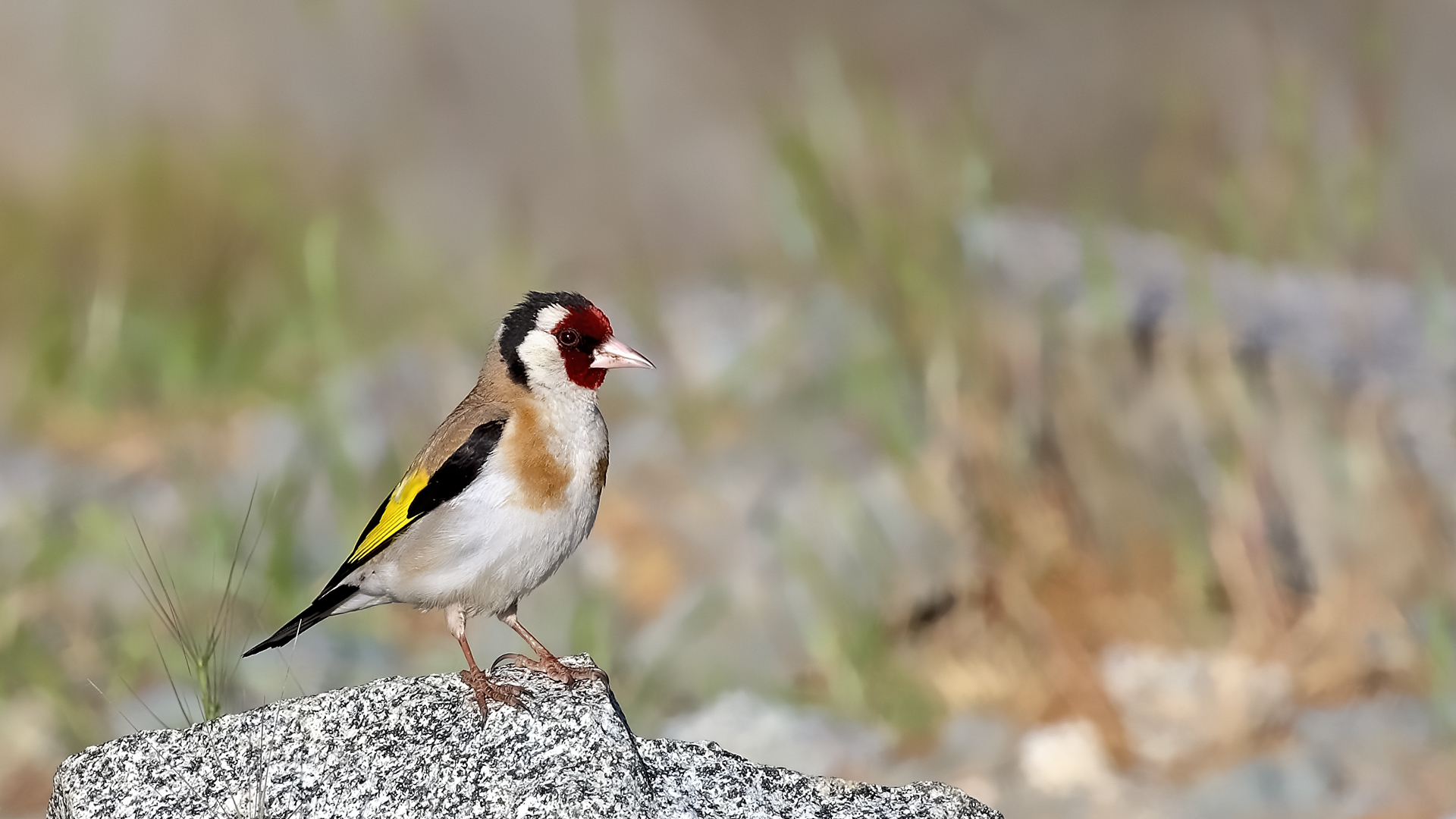 European Goldfinch