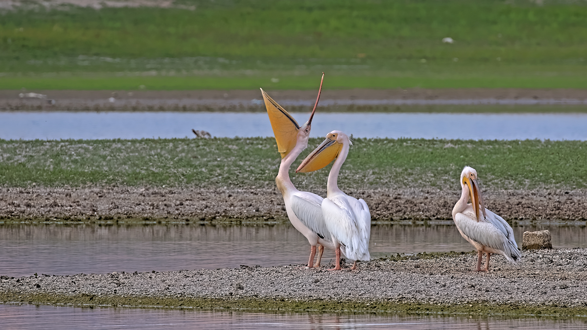 Great White Pelican — Ana fotoğraf