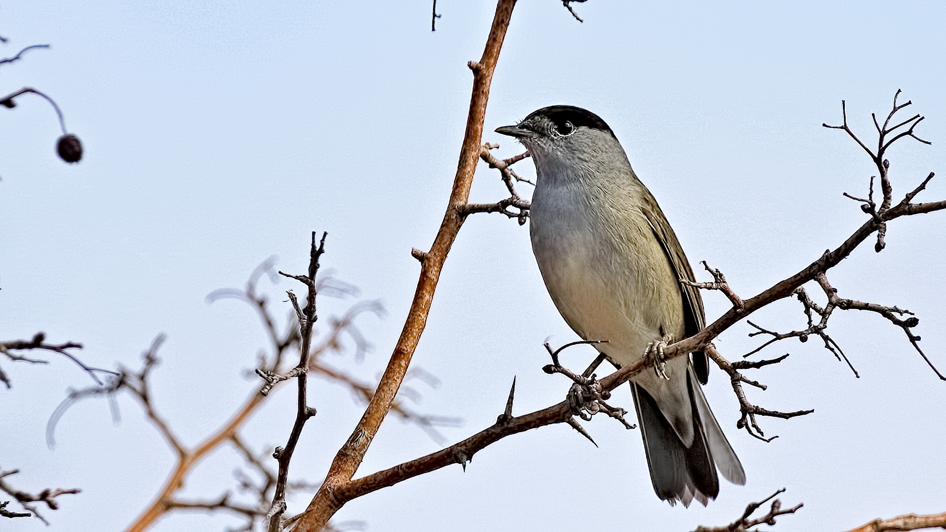Eurasian Blackcap