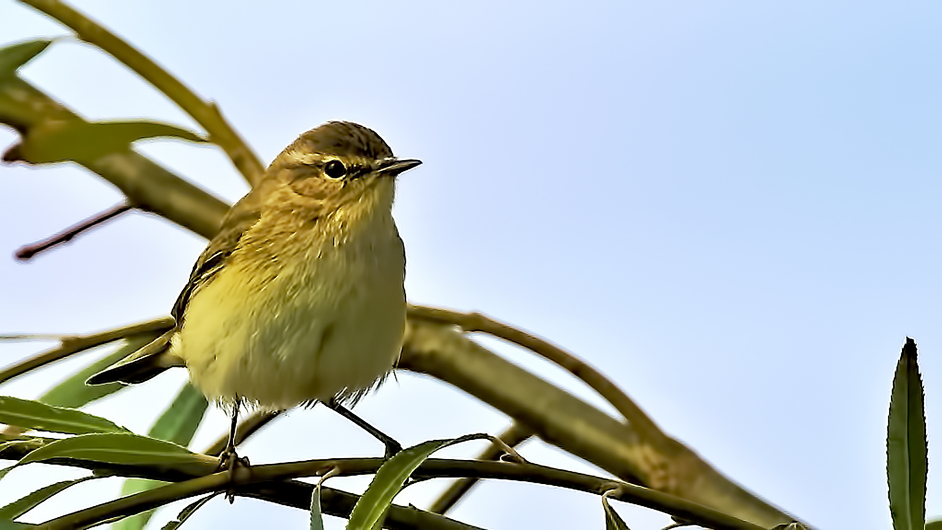Common Chiffchaff