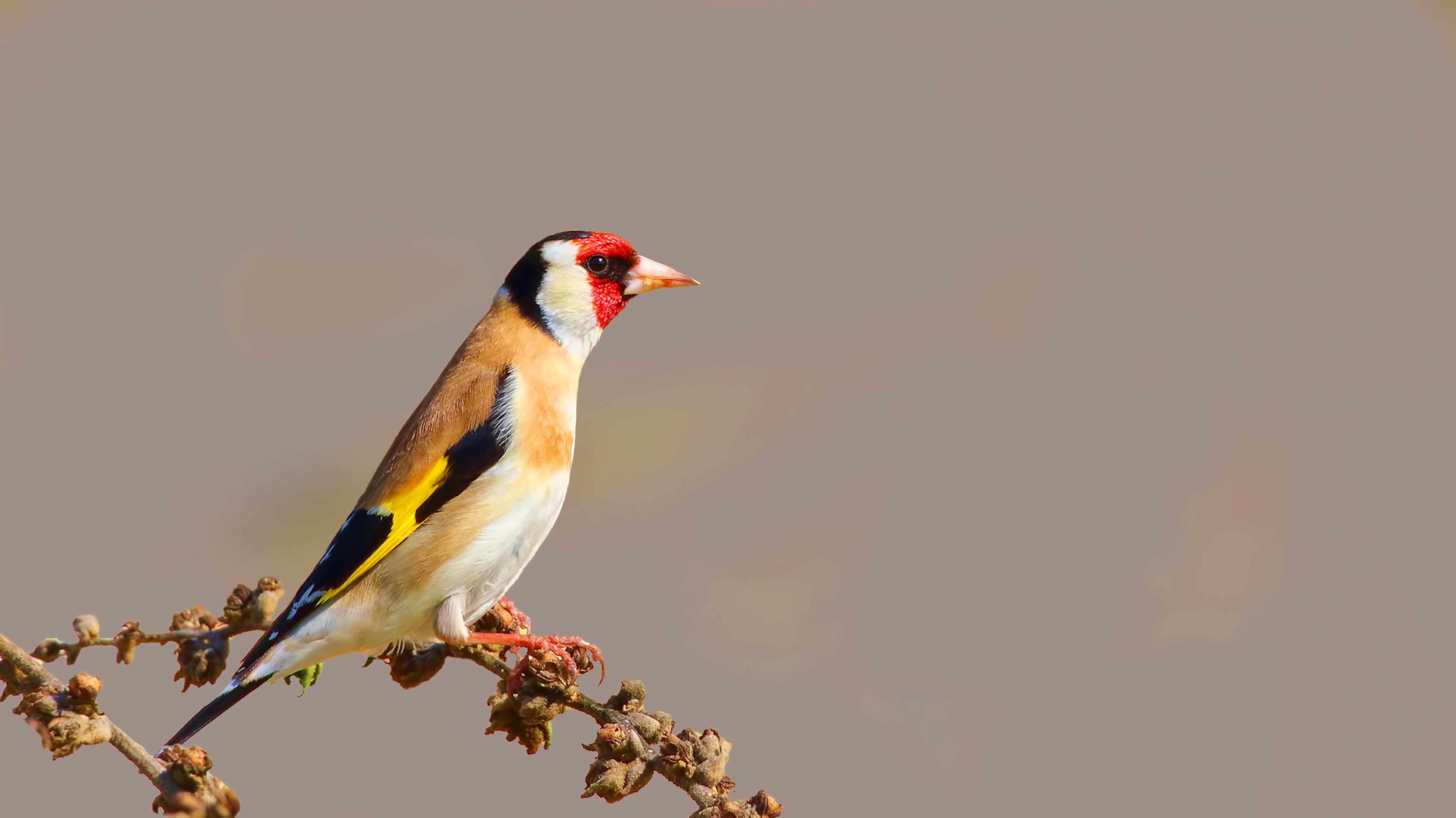 European Goldfinch