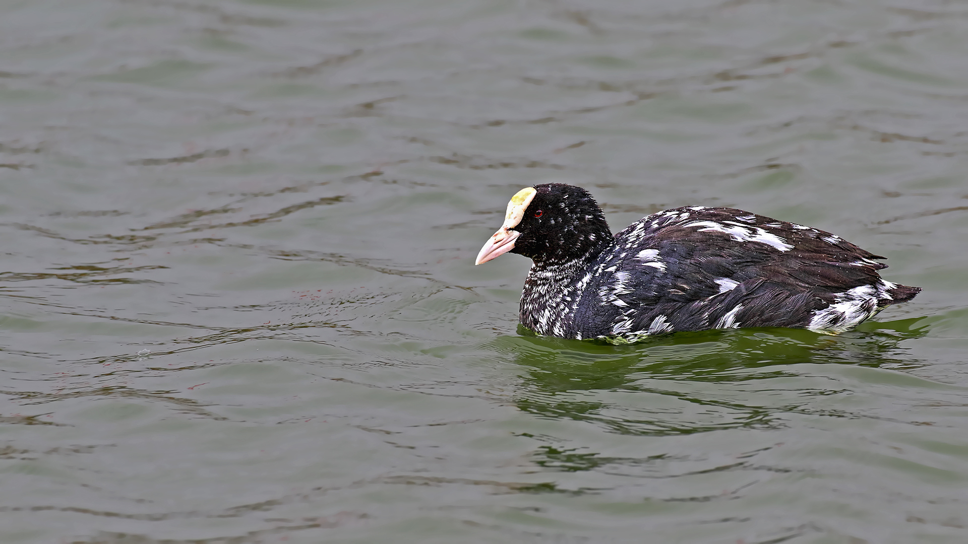 Eurasian Coot
