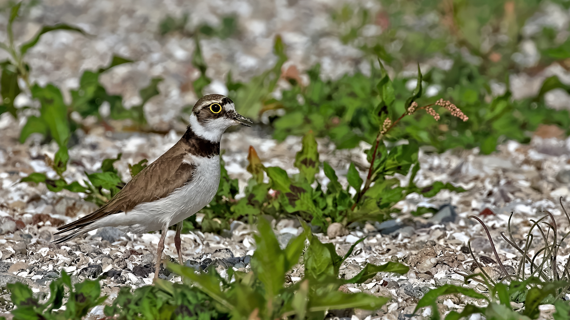 Little Ringed Plover