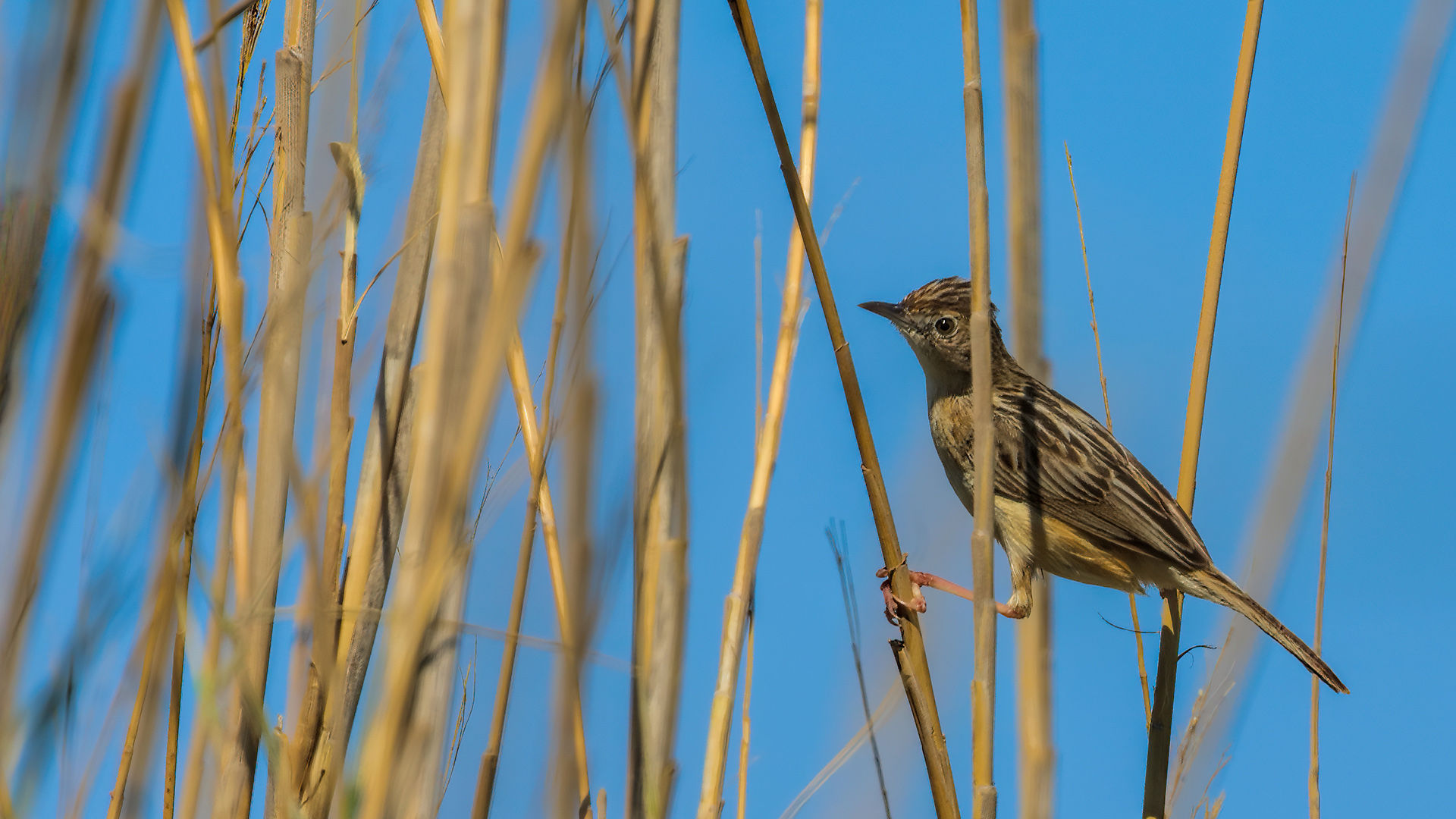 Zitting Cisticola