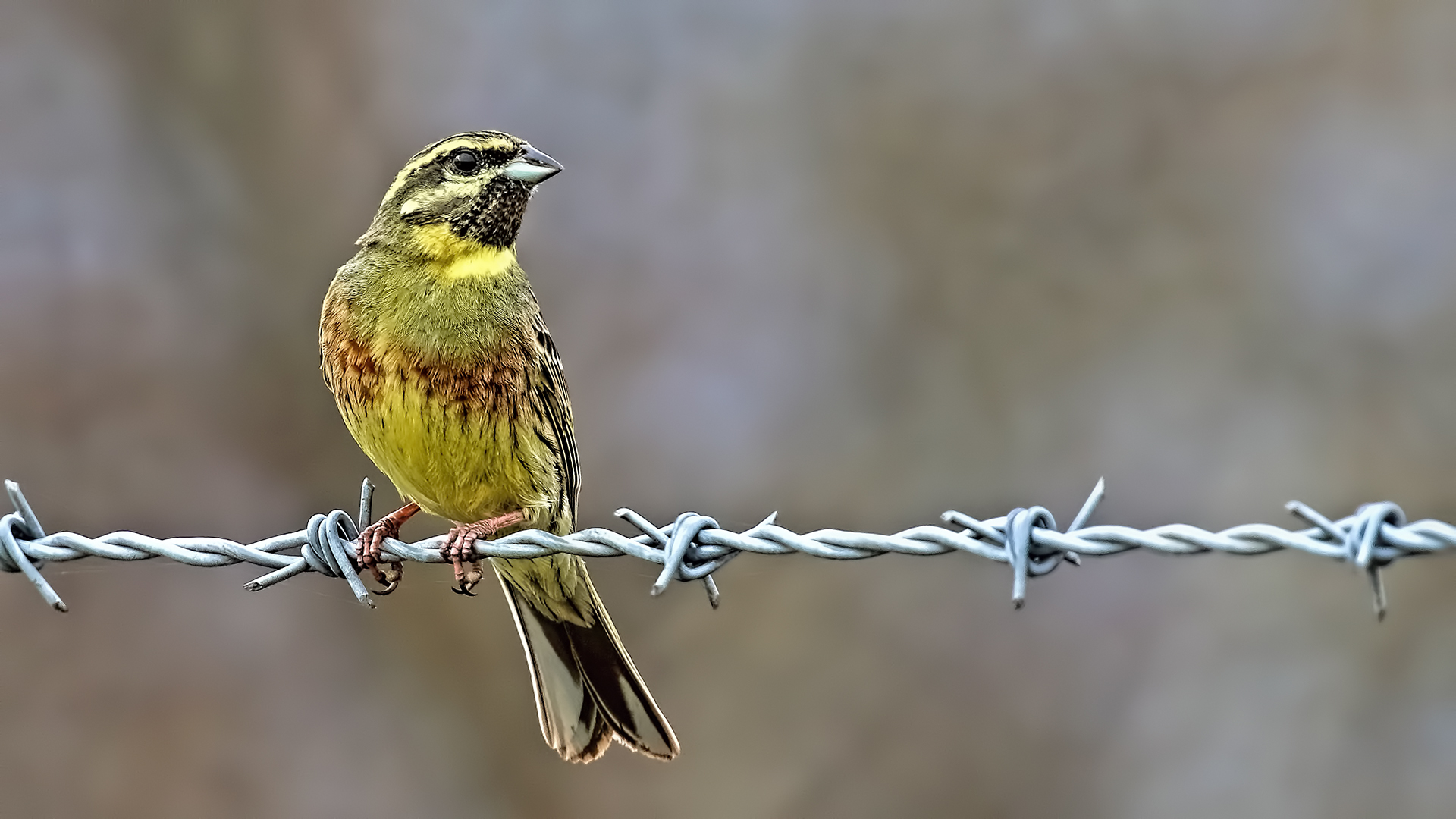 Cirl Bunting — Ana fotoğraf