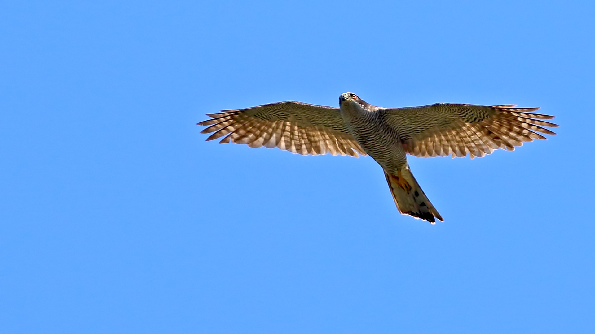 Northern Goshawk