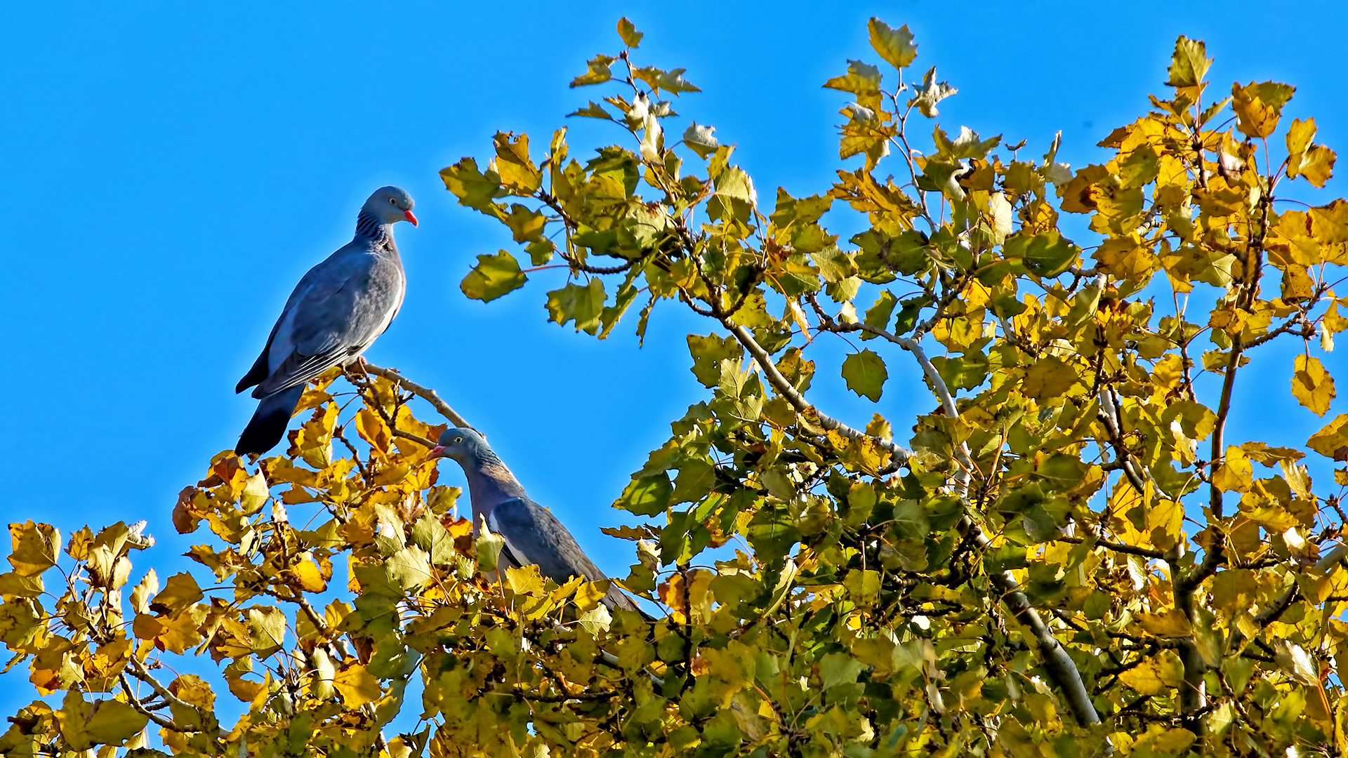 Common Wood-Pigeon — Ana fotoğraf