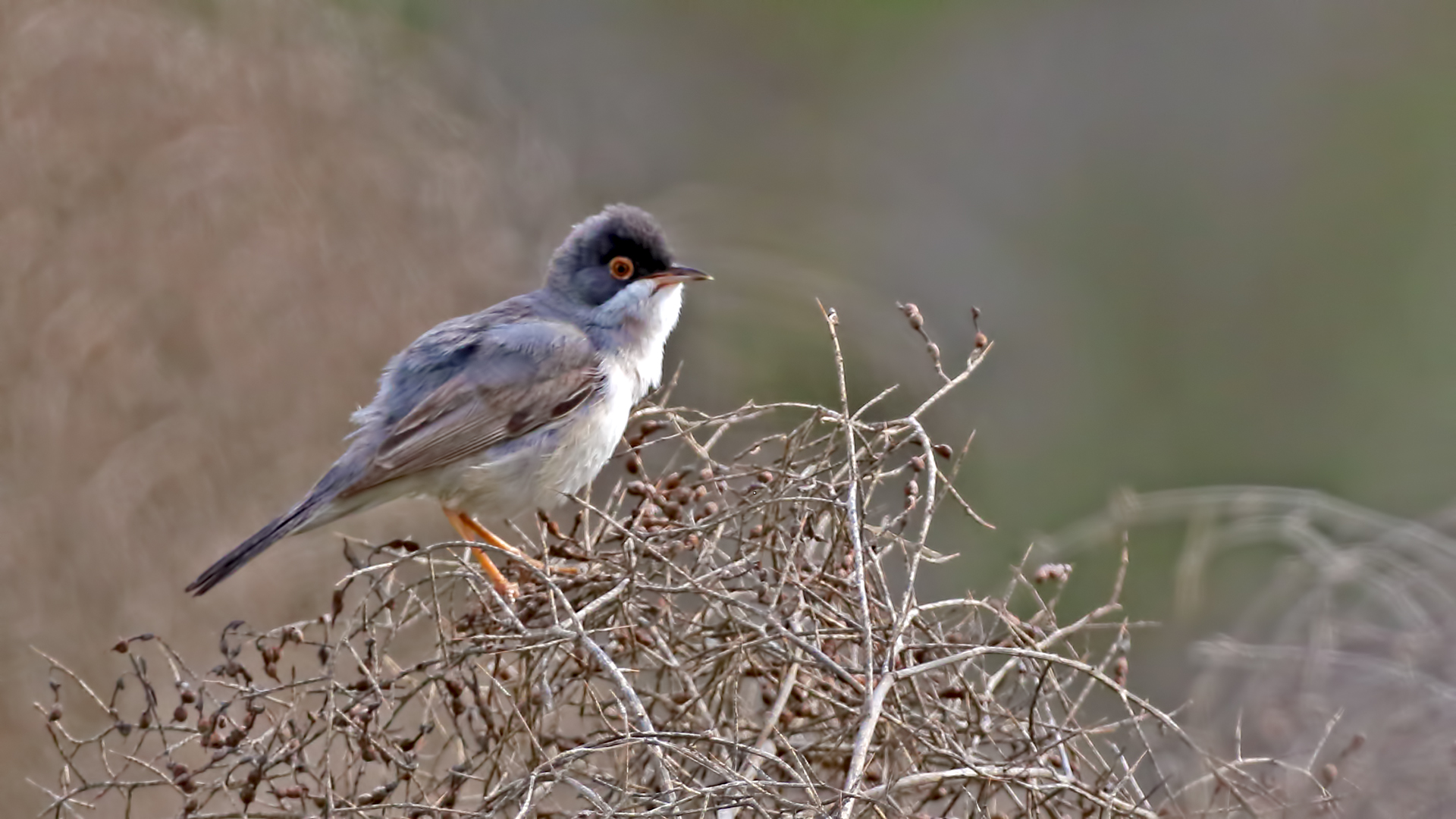Menetries's Warbler