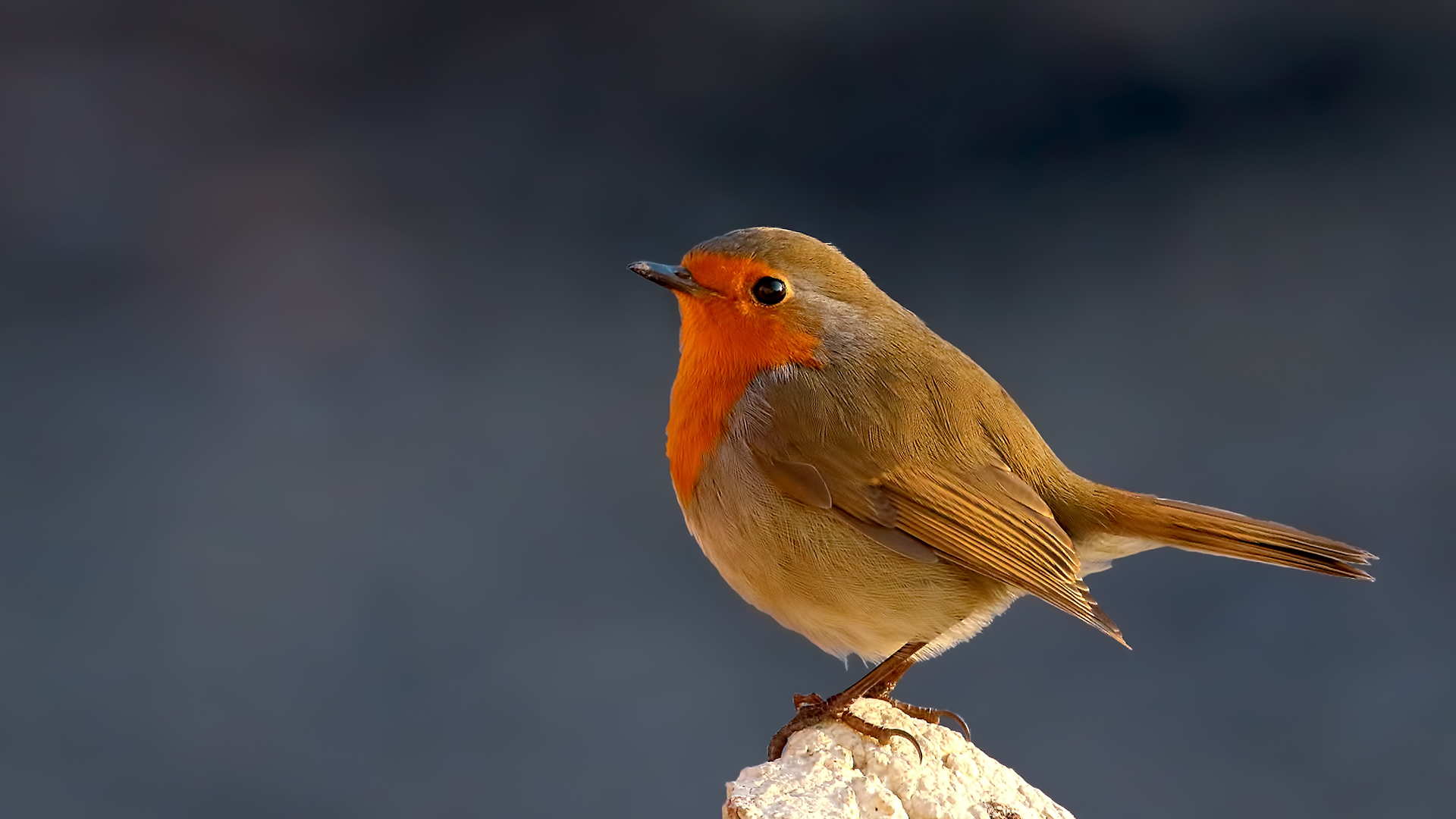 European Robin