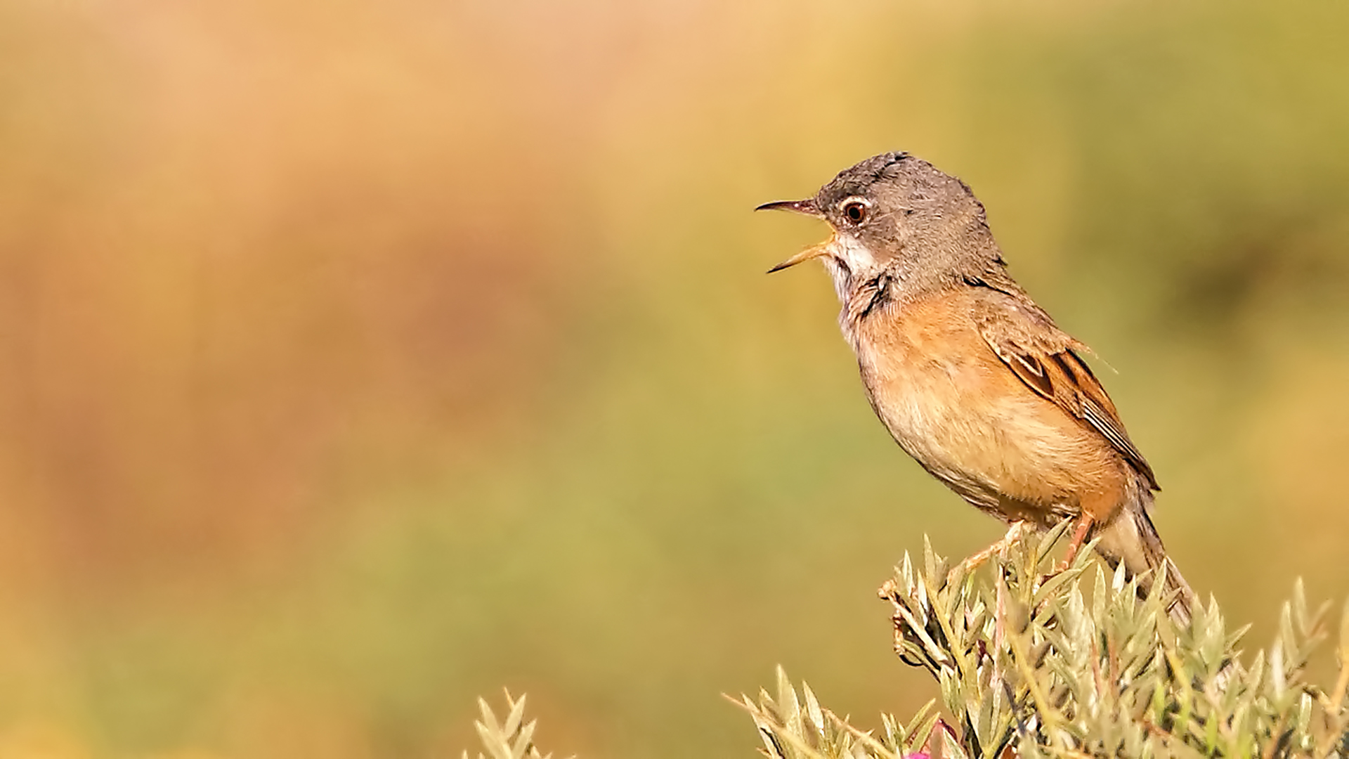 Spectacled Warbler