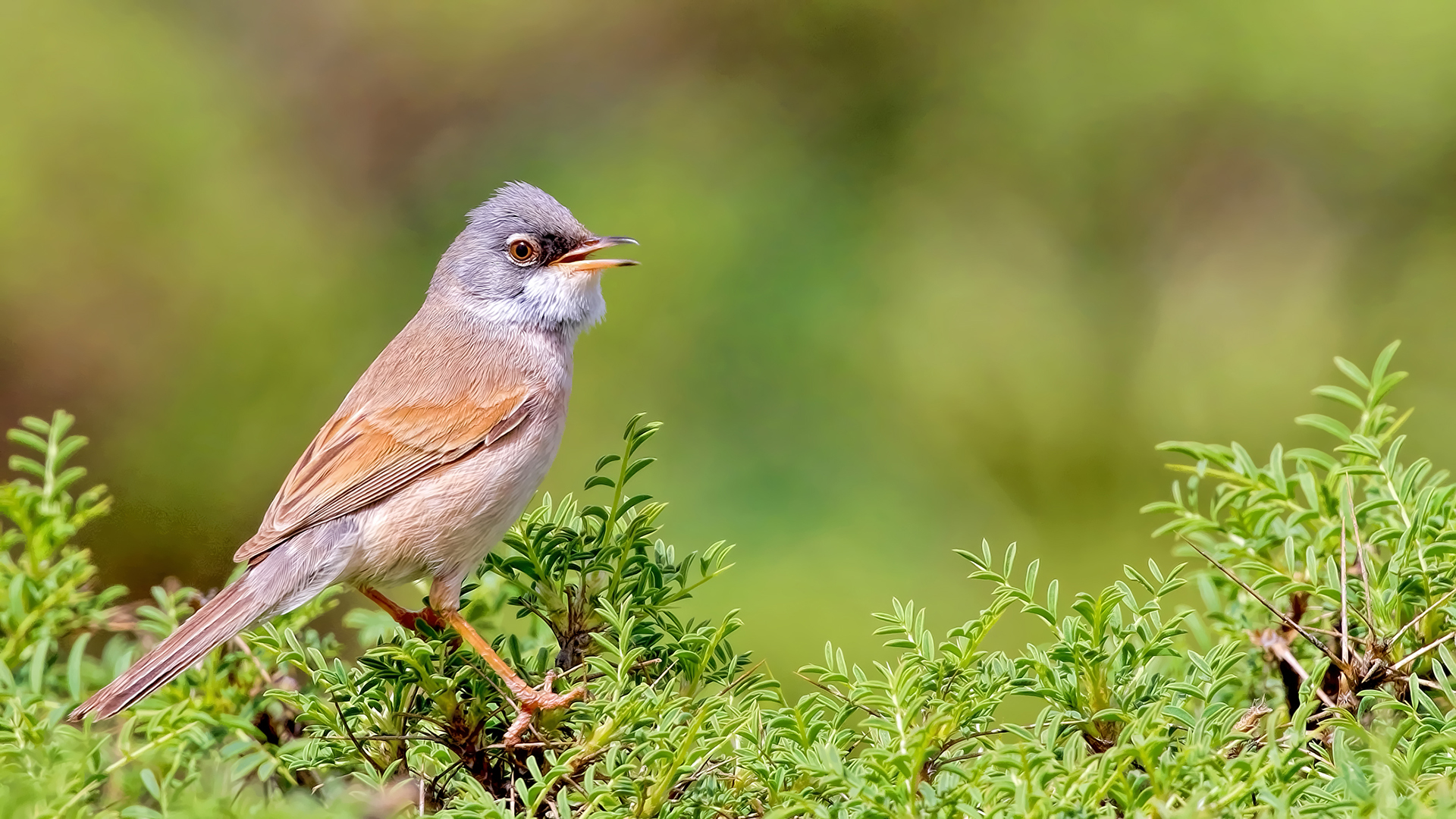 Spectacled Warbler