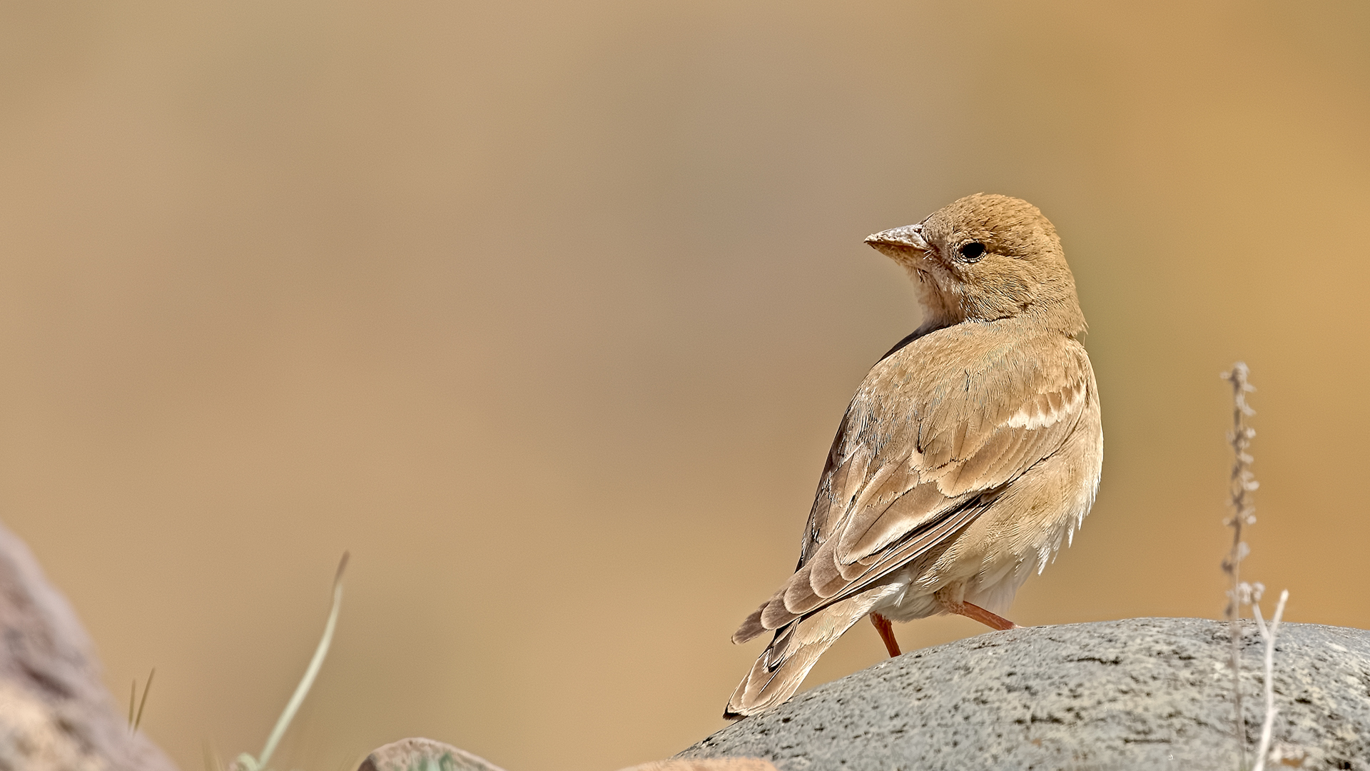 Pale Rockfinch