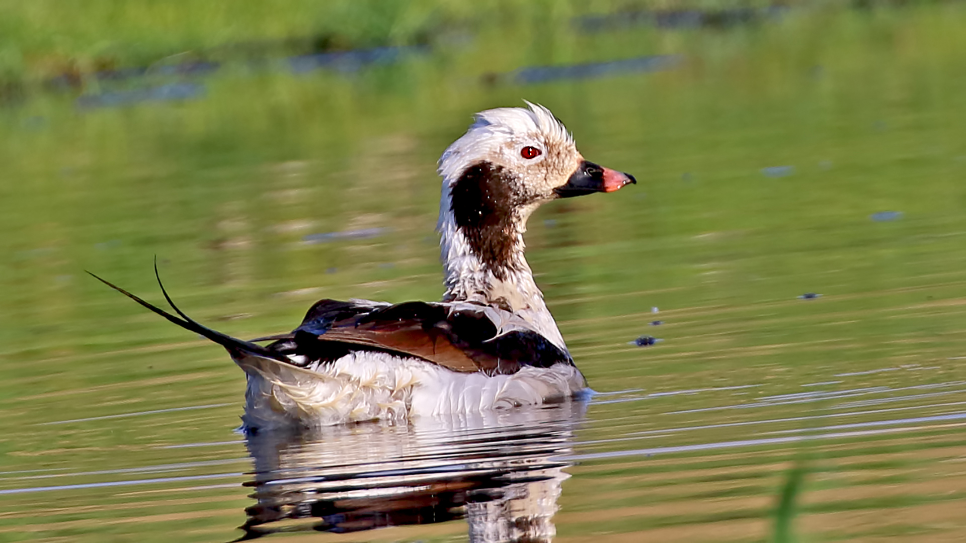 Long-tailed Duck