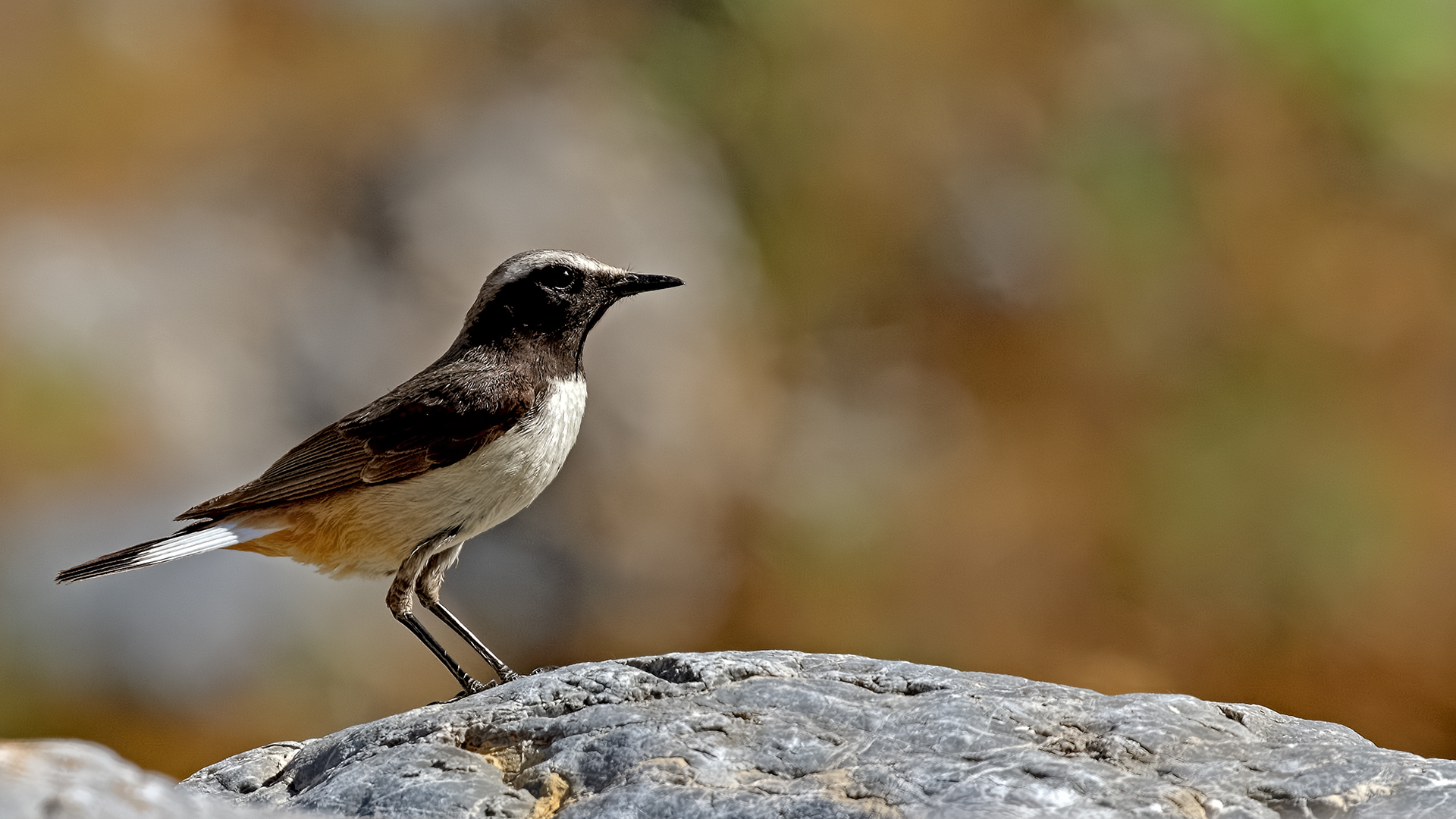 Kurdish Wheatear