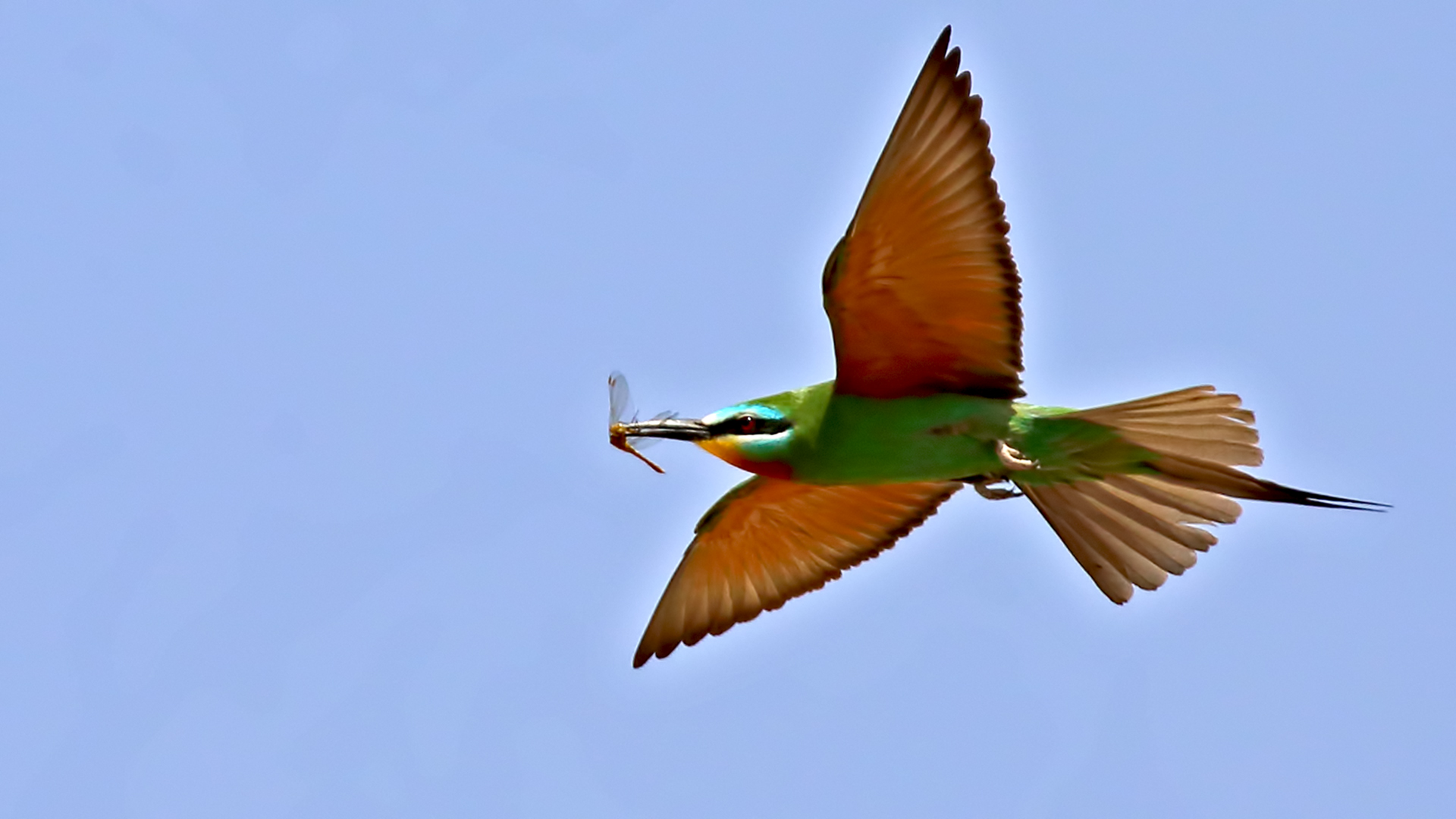 Blue-cheeked Bee-eater
