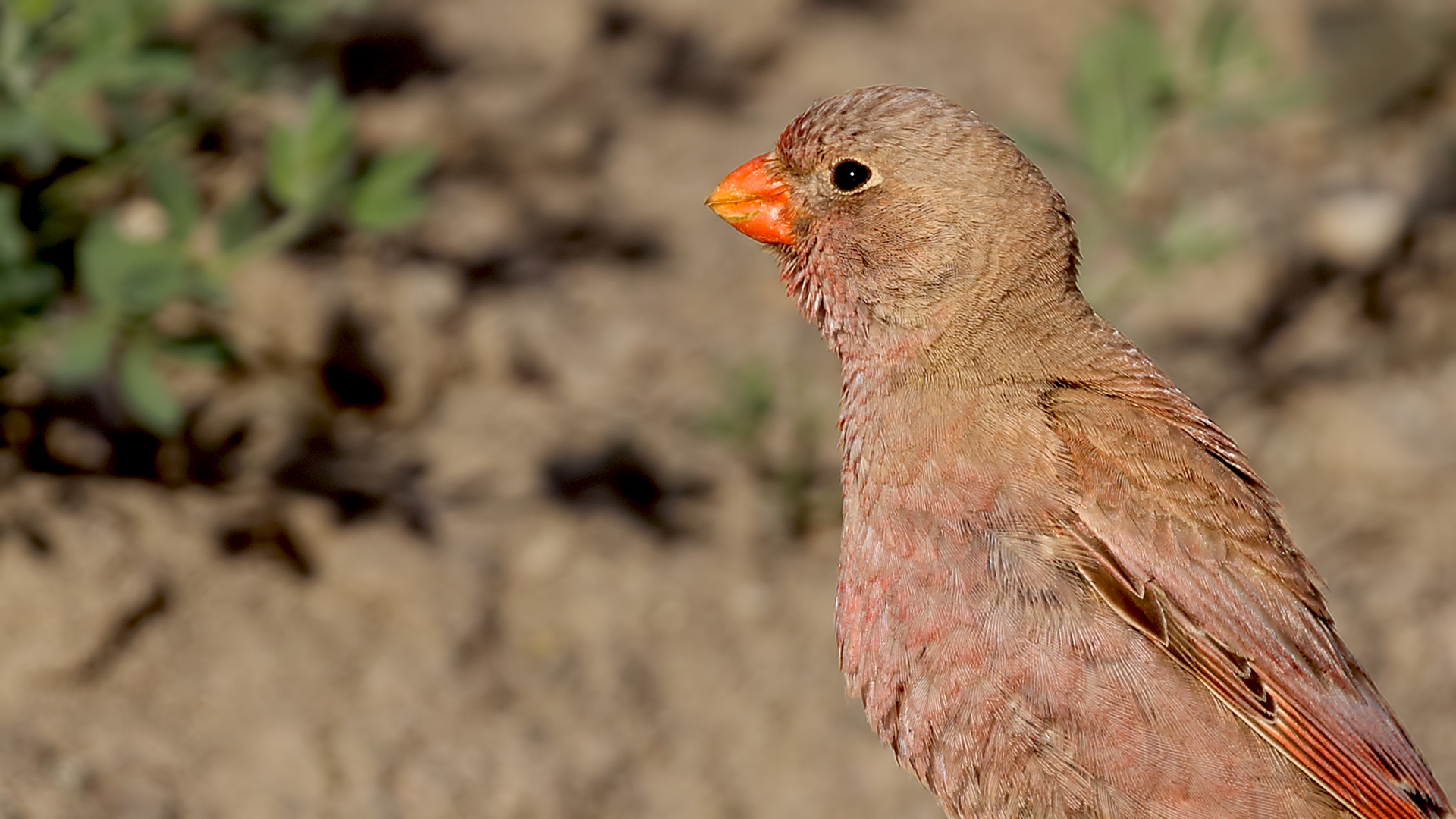 Trumpeter Finch