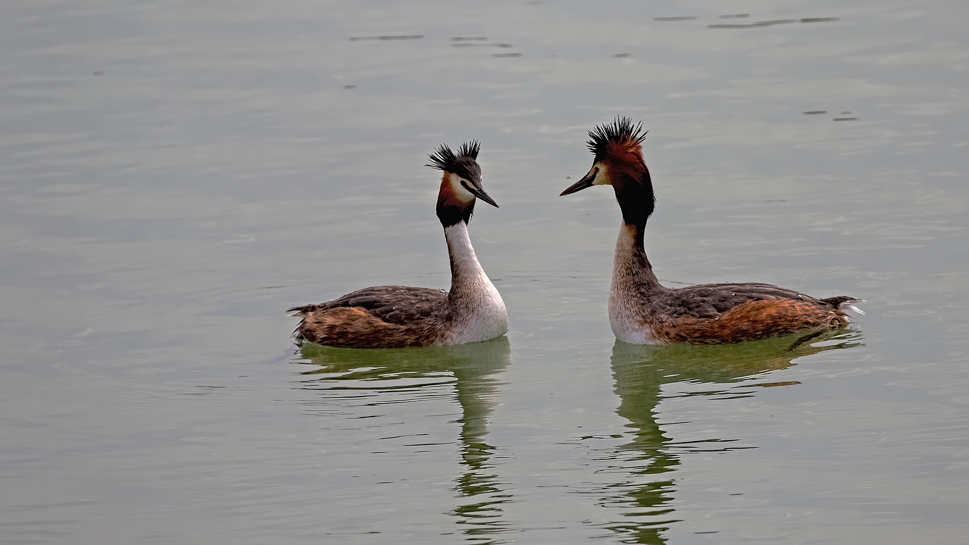 Great Crested Grebe — Ana fotoğraf