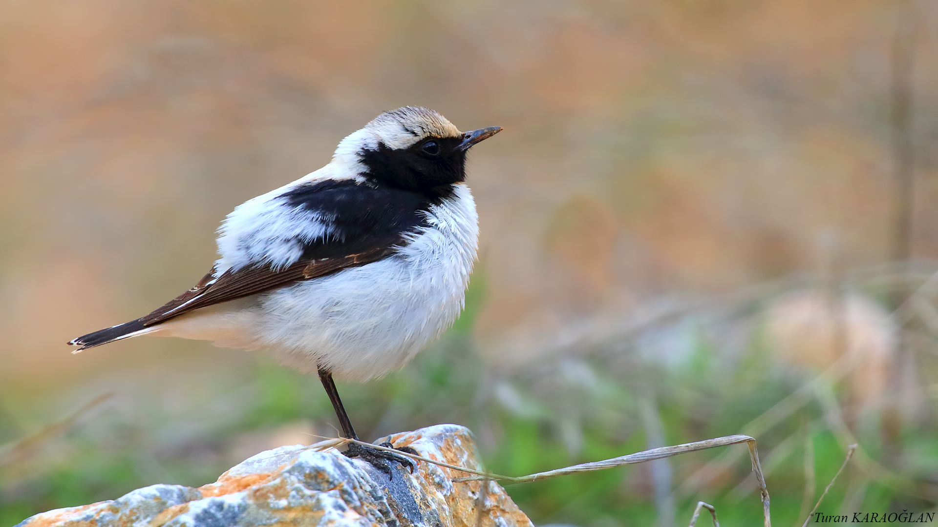 Finsch's Wheatear