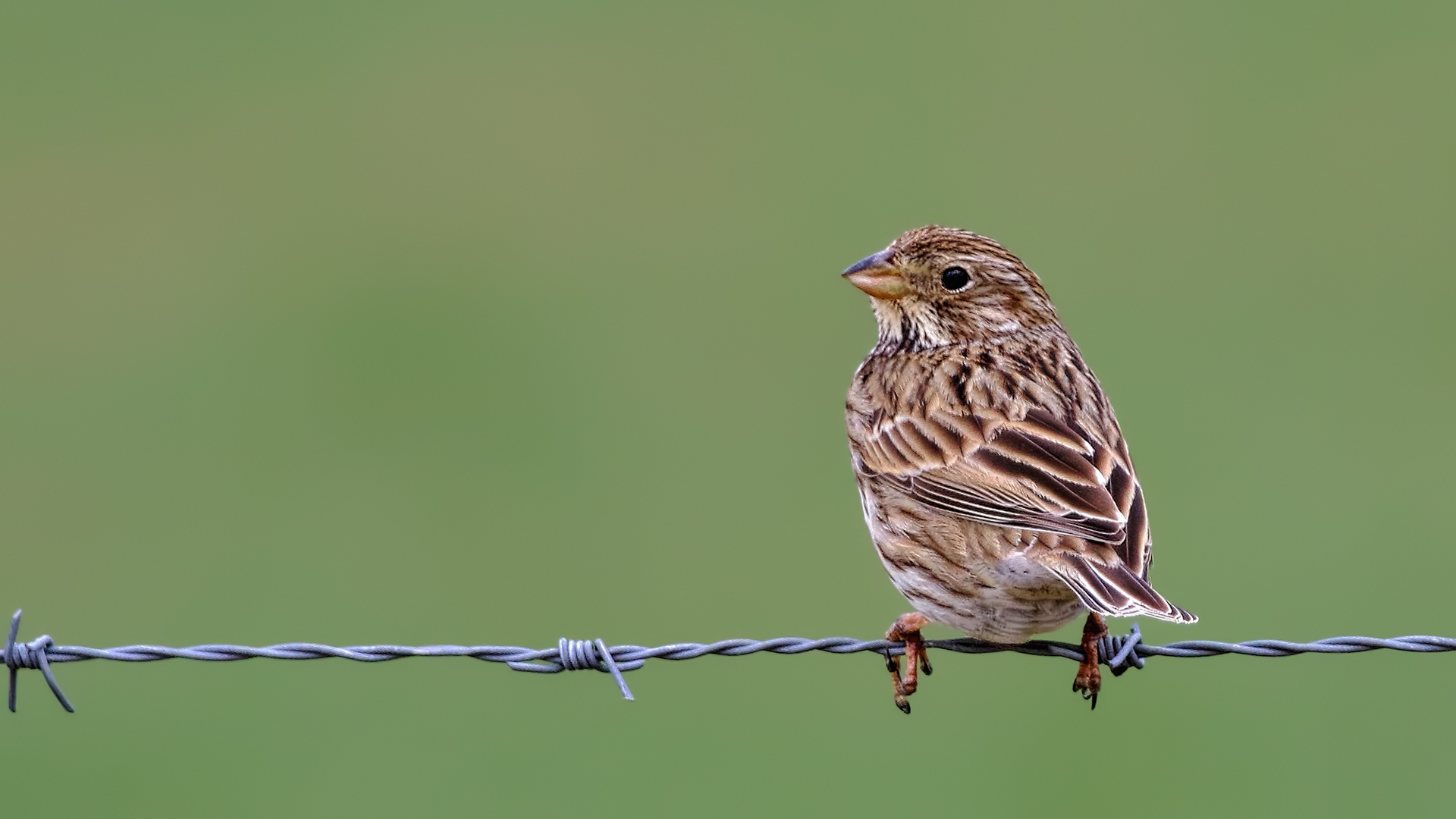 Corn Bunting