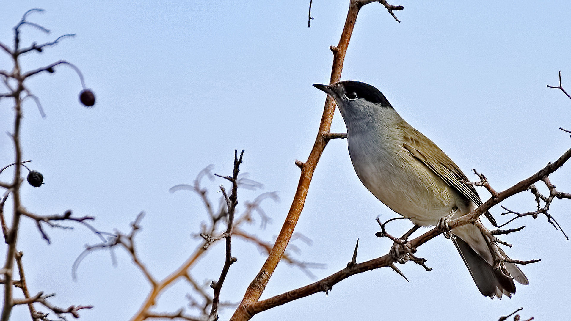 Eurasian Blackcap — Ana fotoğraf