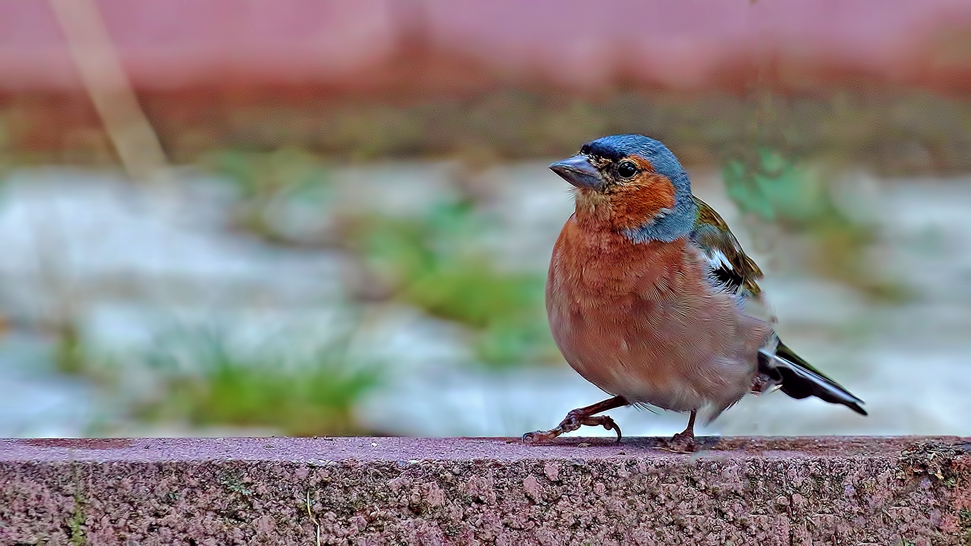 Common Chaffinch