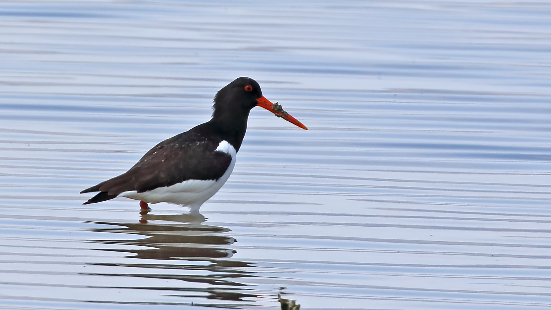 Eurasian Oystercatcher — Ana fotoğraf